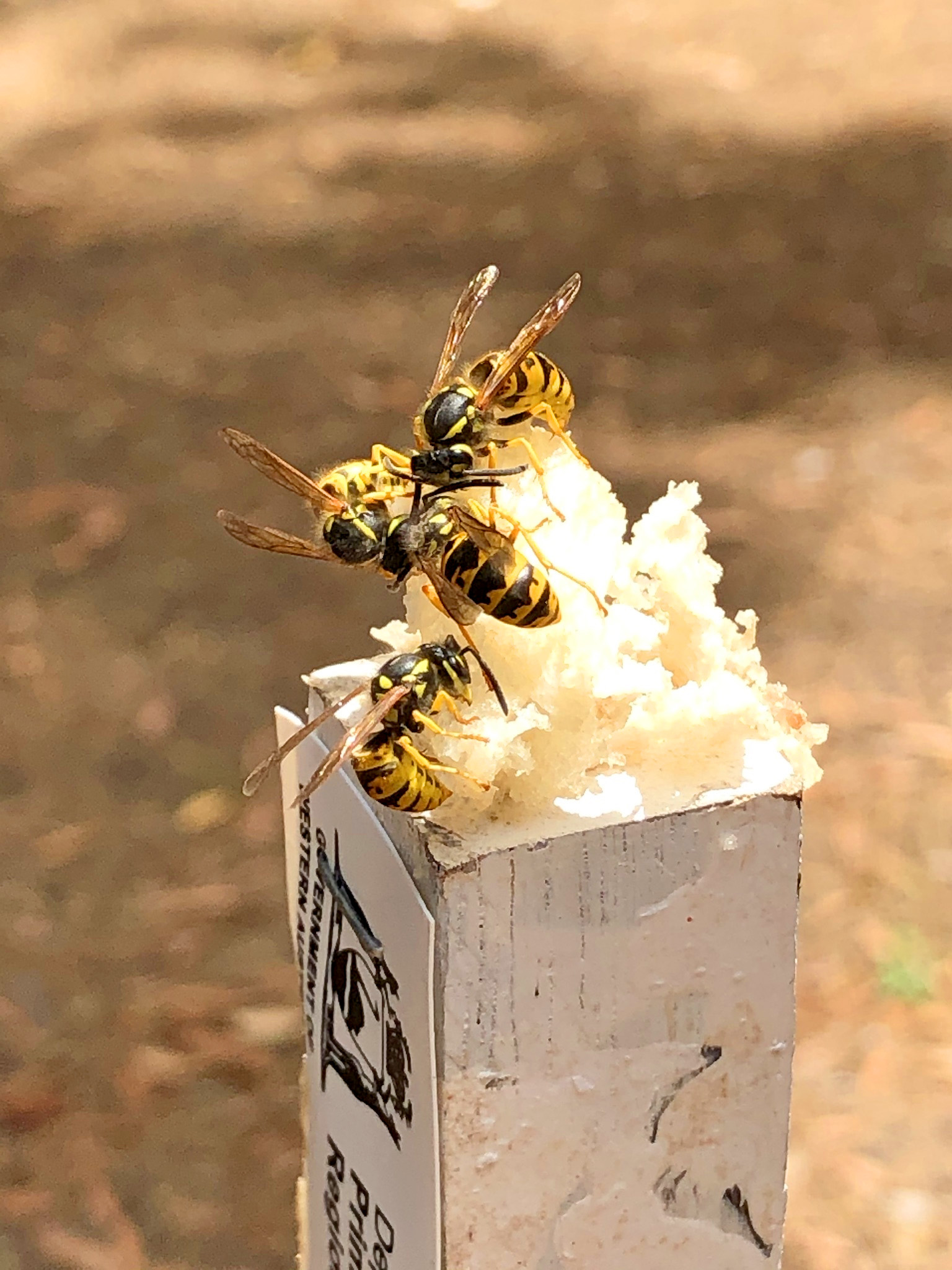 European wasps on fish lure