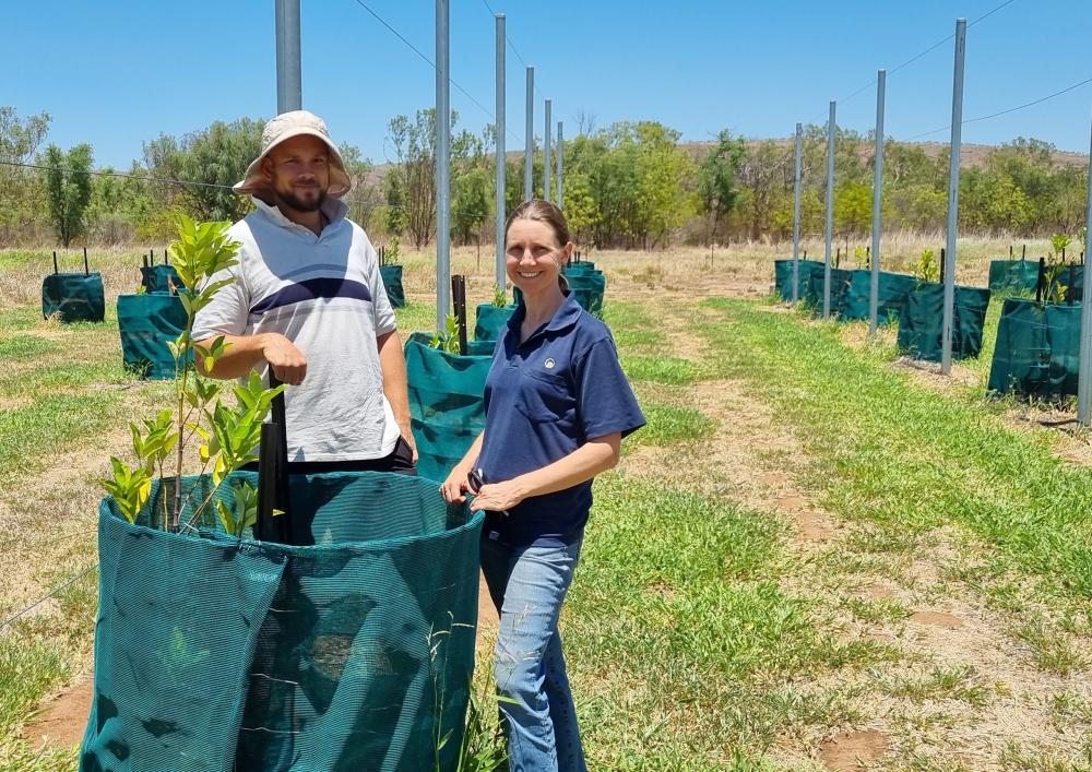 DPIRD technical officer Elijah Staugas and research scientist Tara Slaven monitor an 18-month-old jackfruit tree at the Frank Wise Institute