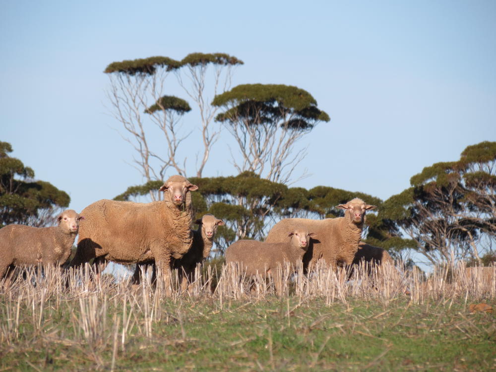 Sheep ewes and lambs grazing in stubble pasture. 