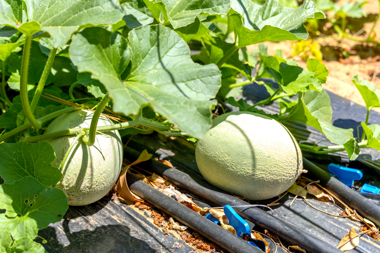 Rockmelon fruiting along crop management system