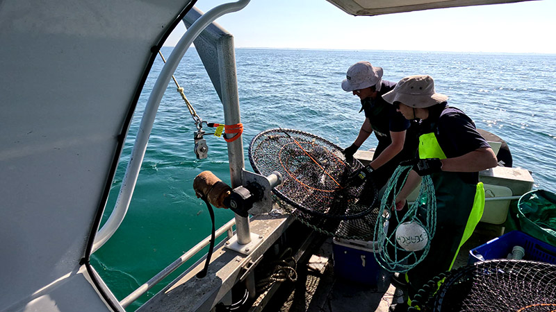 Researchers on deck with hourglass crab traps.