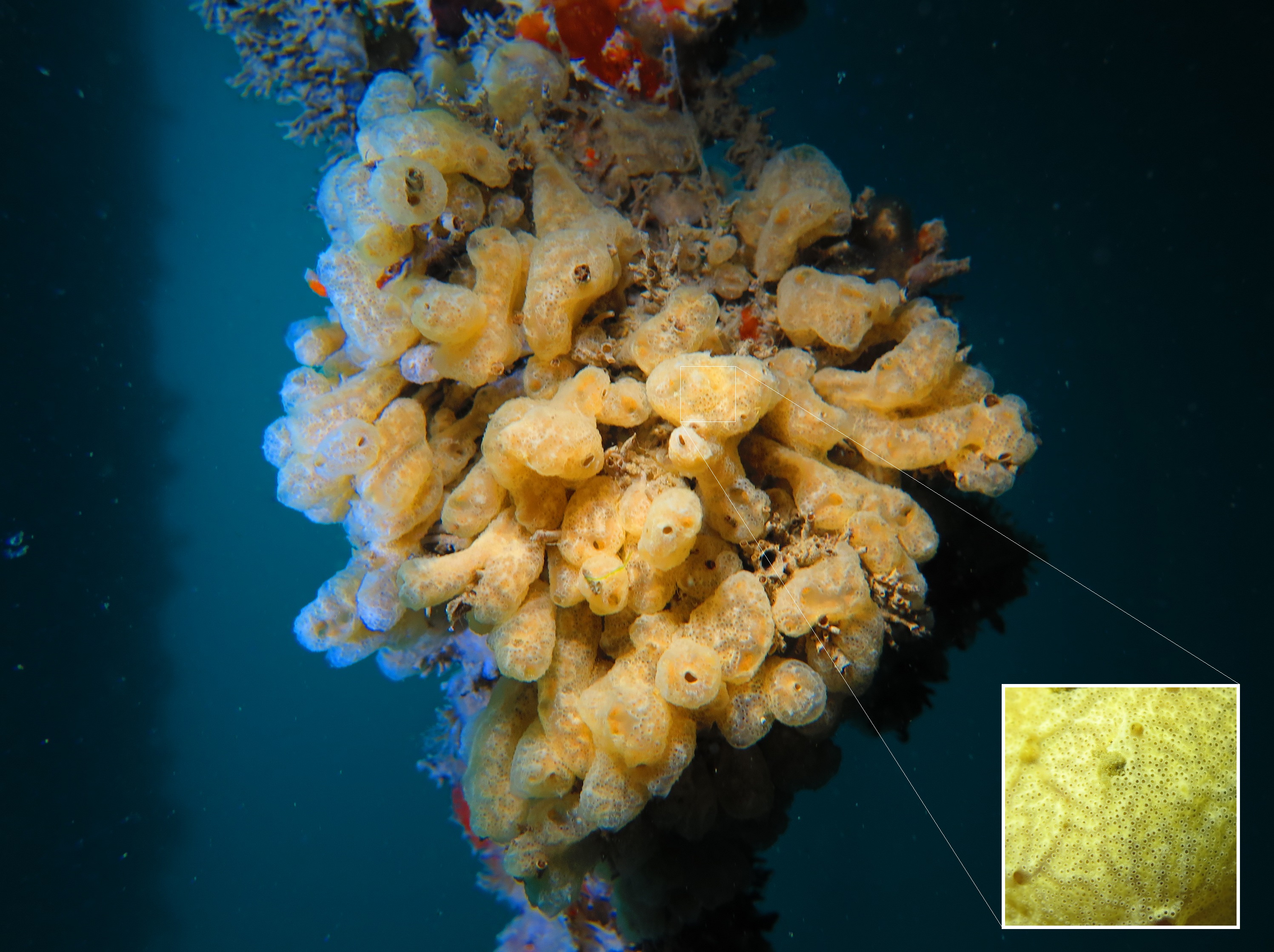 Image of marine pest Didemnum vexillum, or Carpet Sea squirt, with inset of microscopic image.