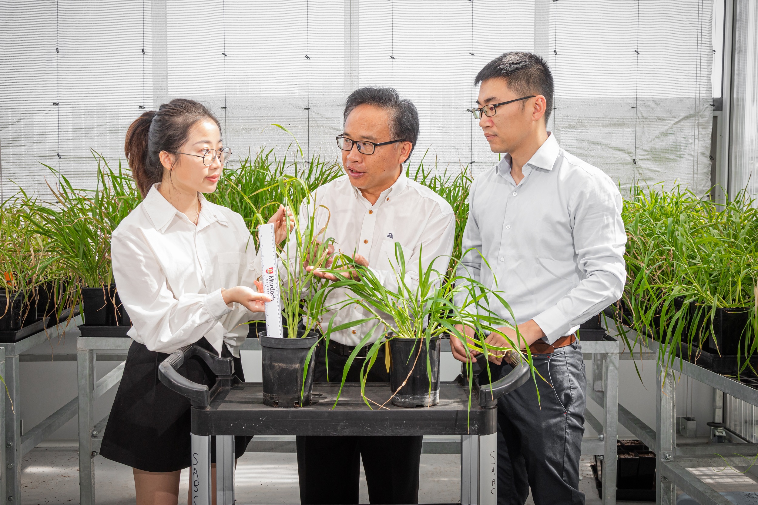 PhD student Jingye Cheng, Professor Chengdao Li, Dr Yong Han inspect gene-edited barley in Murdoch University facility