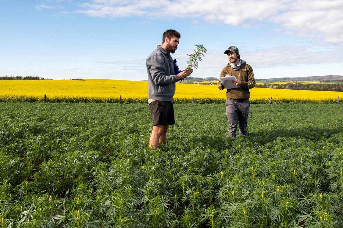 DPIRD research scientist Ben Congdon and technical officer Jono Baulch examine a canola crop as part of research into turnip yellows virus control