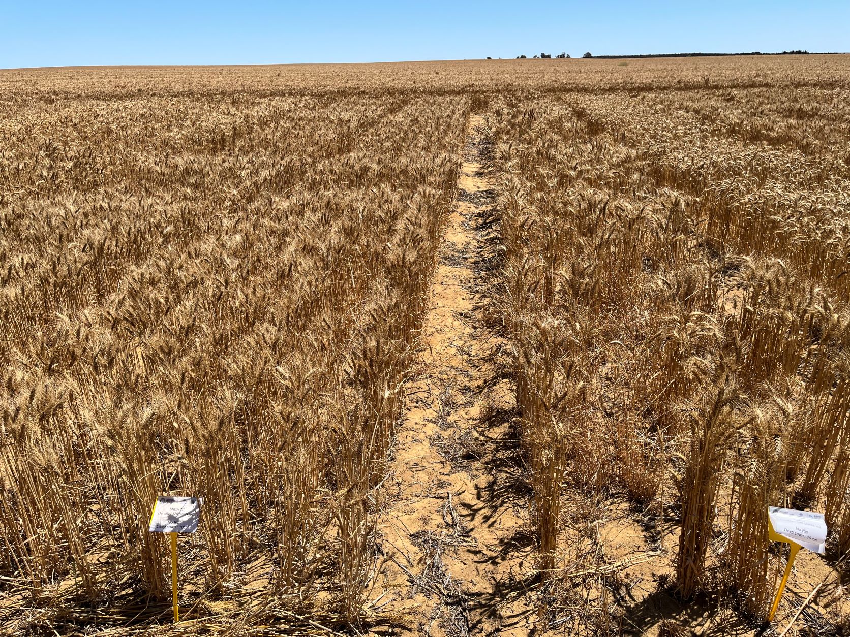 Landscape of a field experiment on yellow sandplain at East Ogilvie