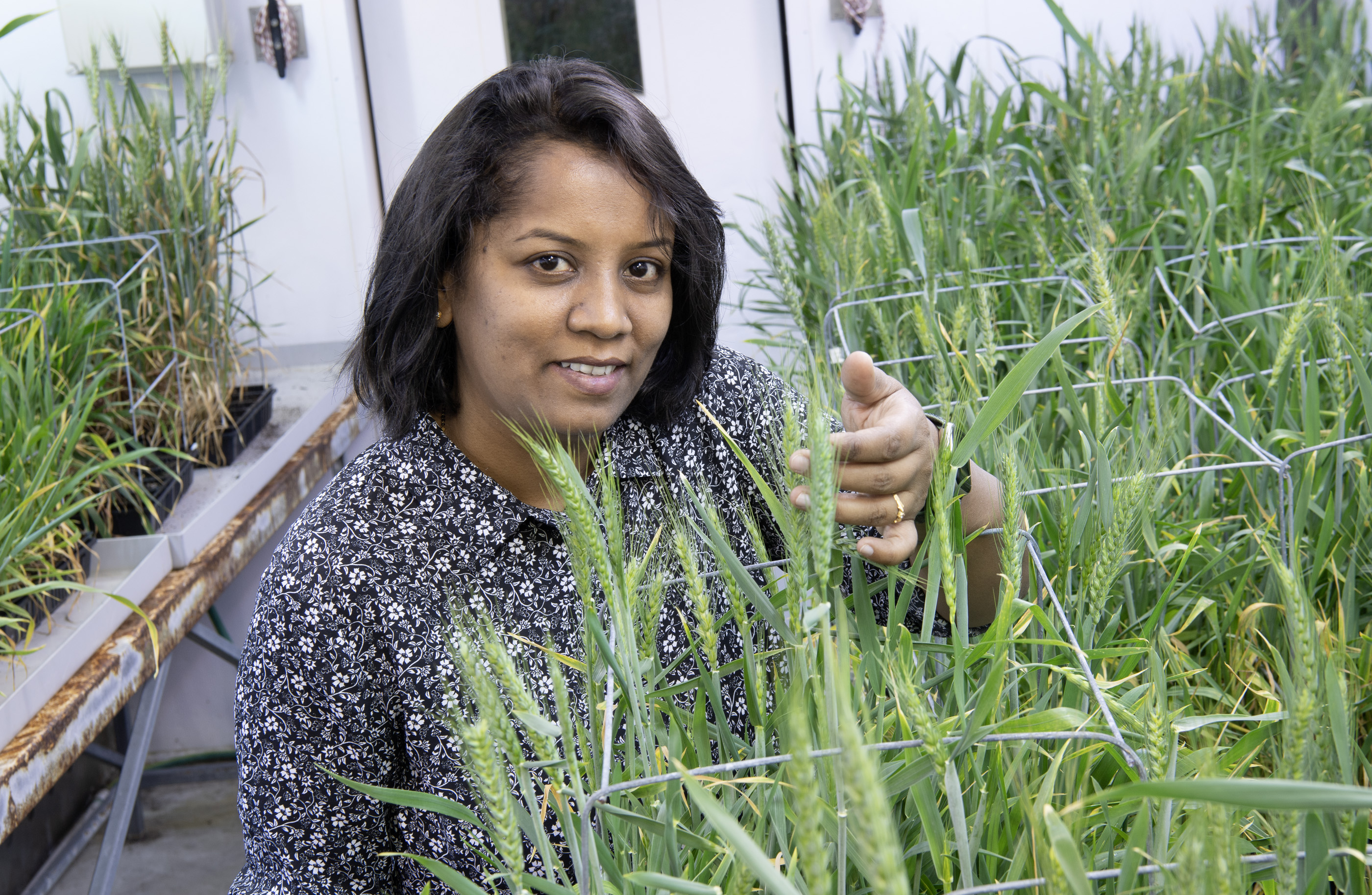 Dr Roopali Bhoite in research lab with wheat samples.