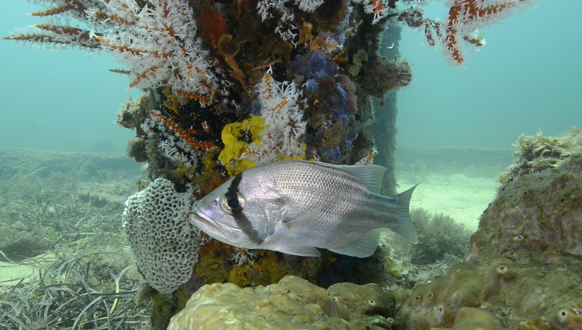 Dhufish in habitat, in front of jetty pillar covered in coral.