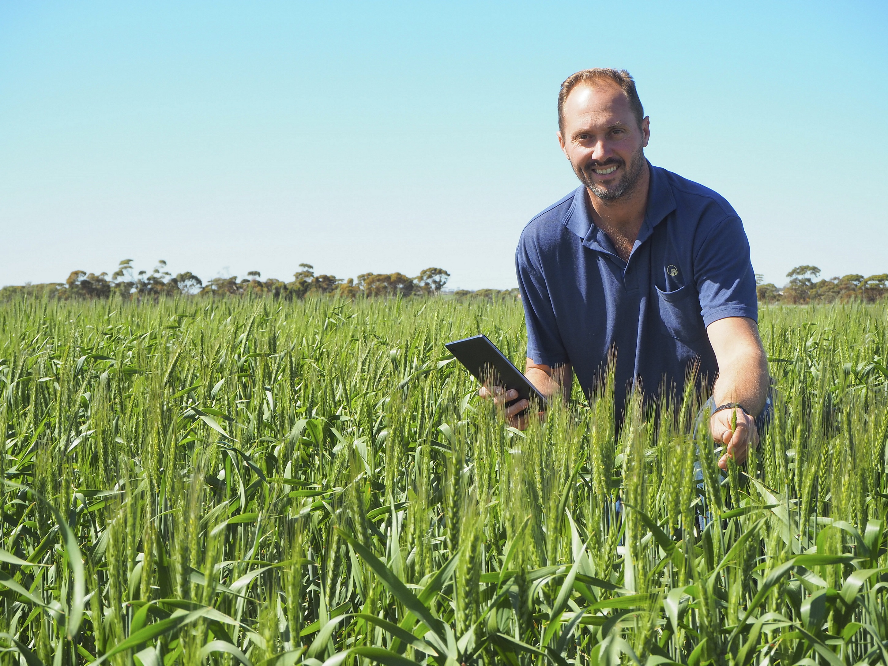 Dr Dion Nichol kneeling amongst wheat at the Merredin Research Station.