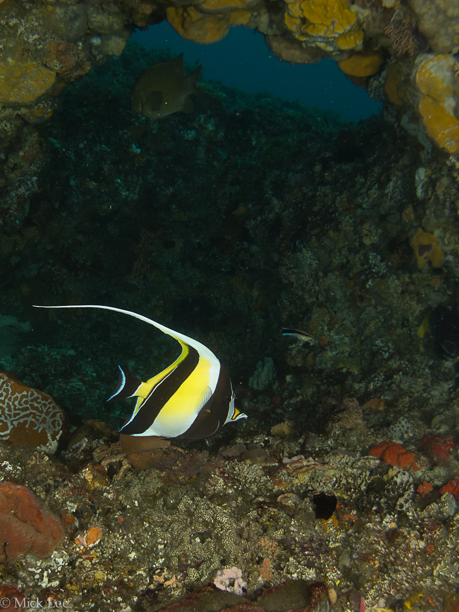 Moorish Idol (tropical fish species) sighted near Rottnest Island