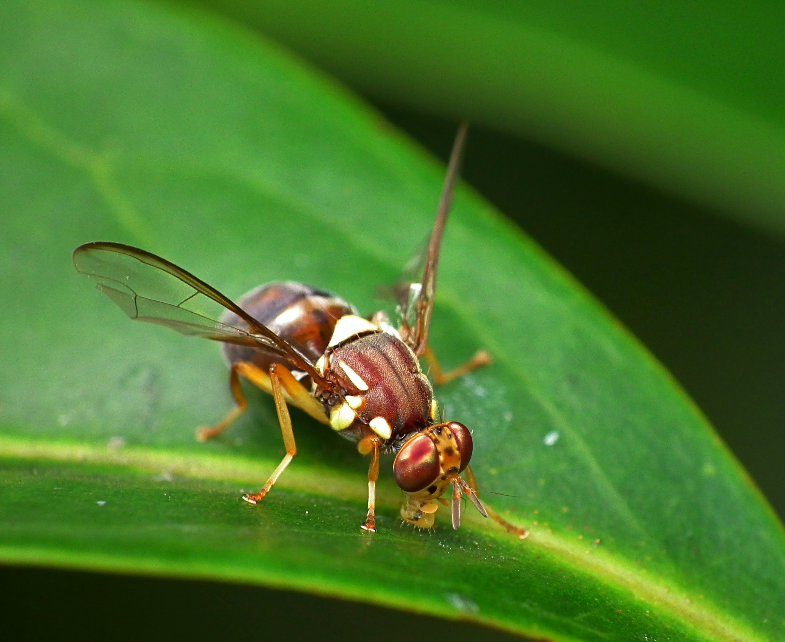 Queensland fruit fly on leaf.