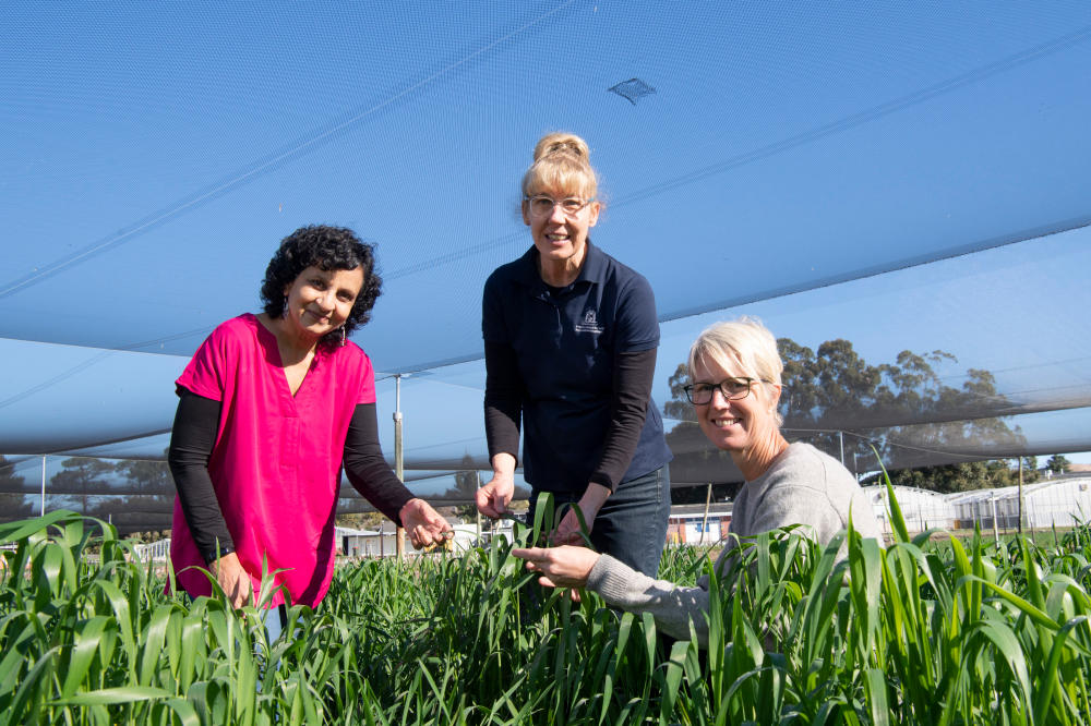 Research team Dr Manisha Shankar, Donna Foster and Dorthe Jorgensen in study wheat crop