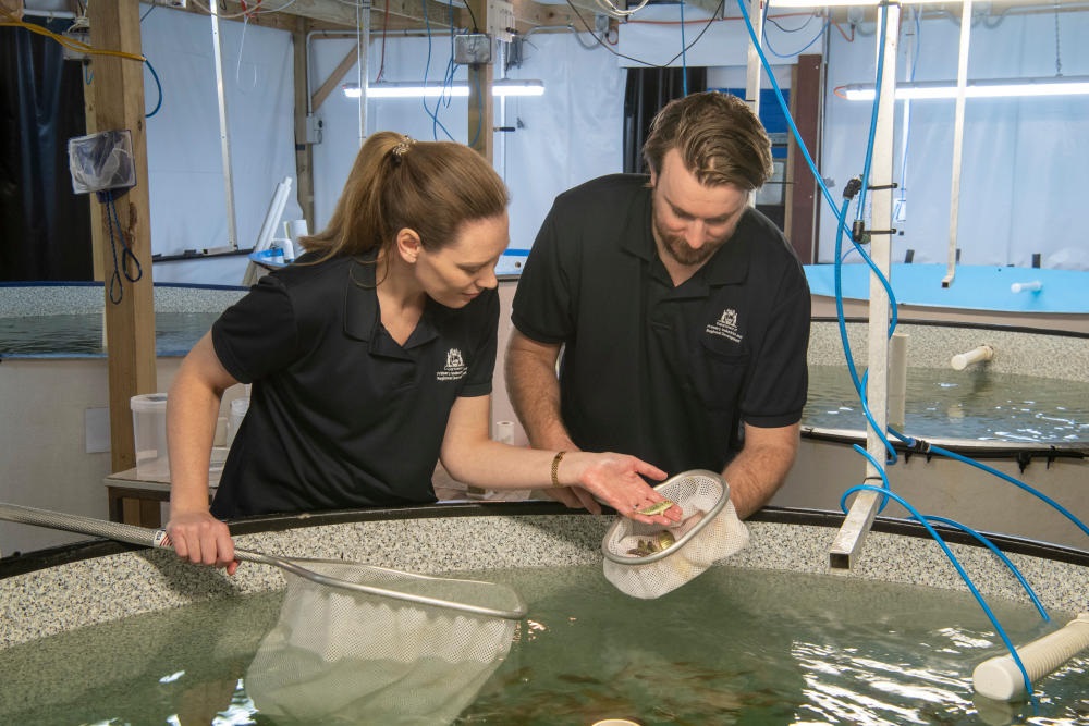 Dr Lindsey Woolley and PHD student Luke Pilmer at Finfish Hatchery examining kingfish