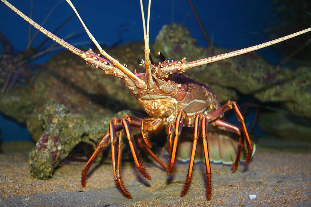 Western rock lobster 