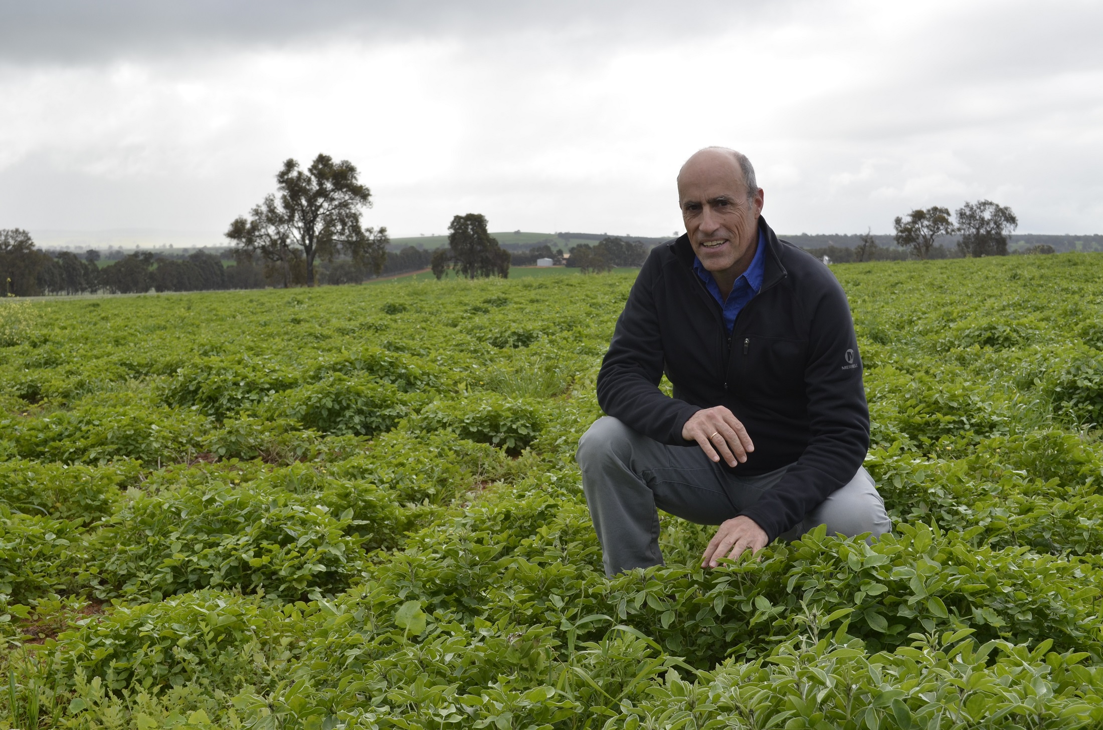 DPIRD research scientist Daniel Real crouched in tedera field