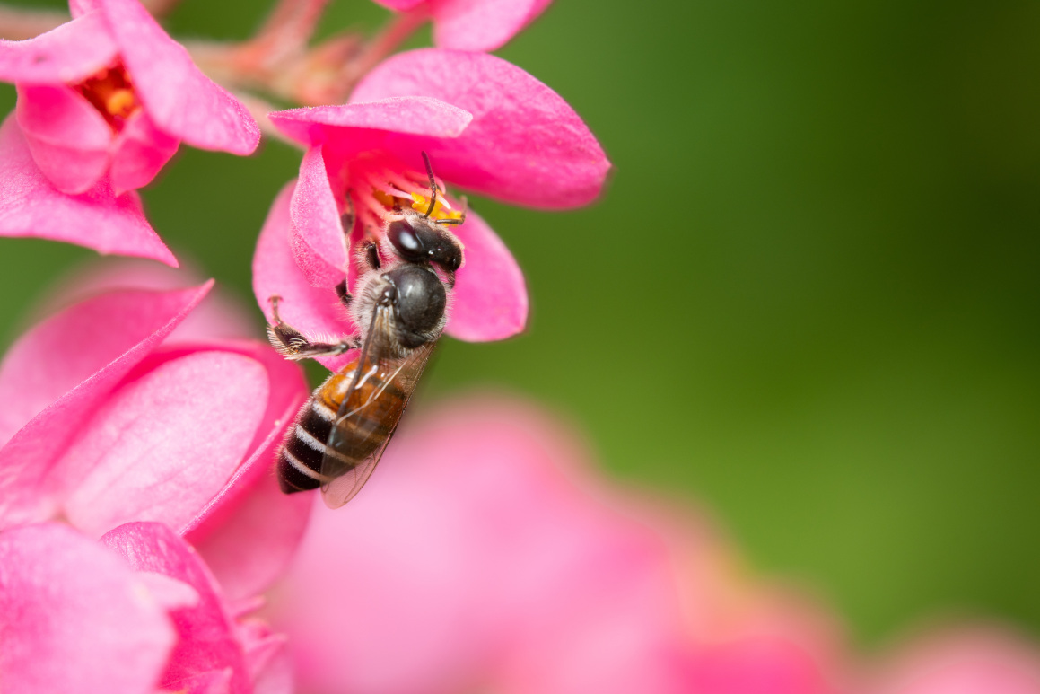 A Red Dwarf Honey Bee sucking nectar from a pink flower