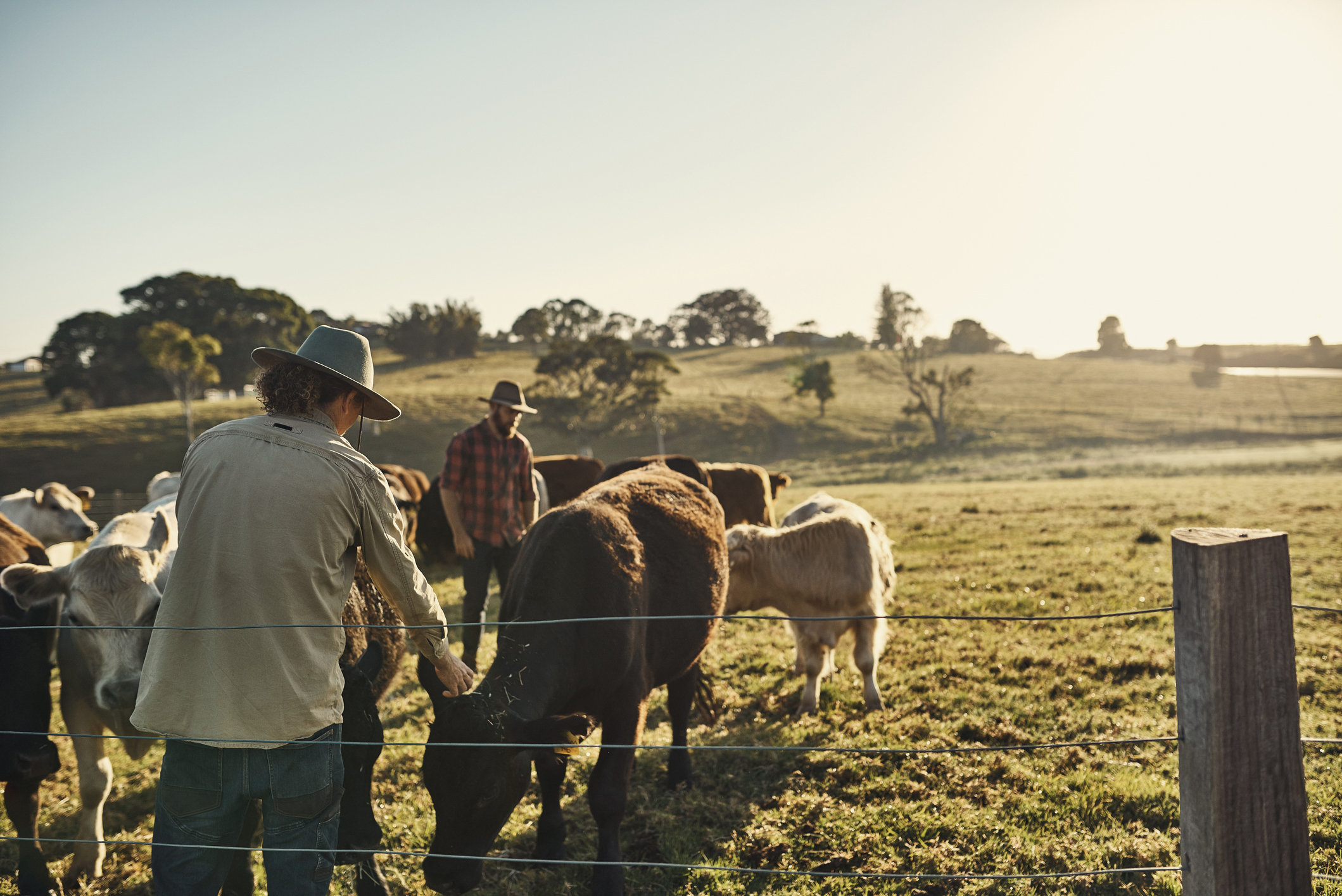 Photograph of pastoral land with farmers and farm animals