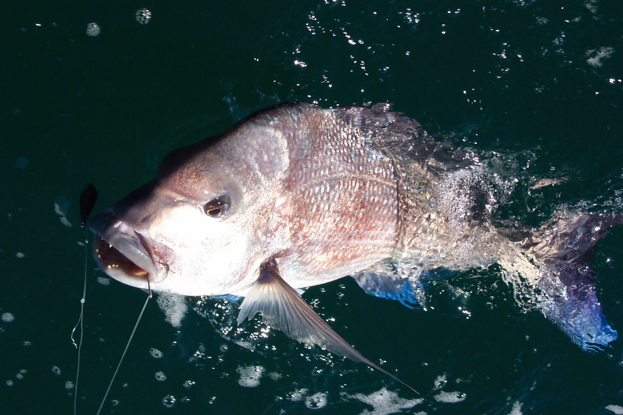 A snapper in the water on a fishing line.