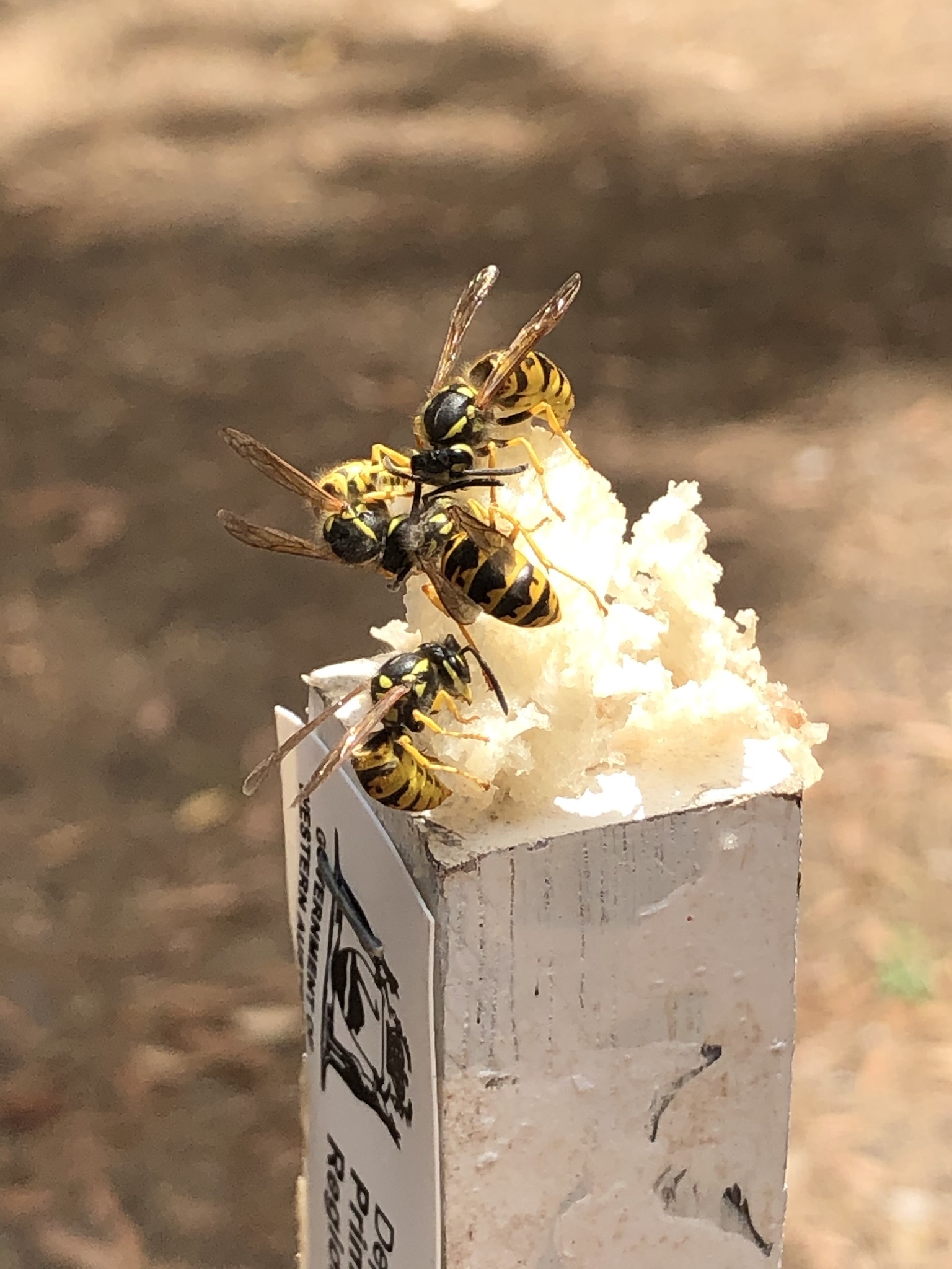 European wasp on fish lure