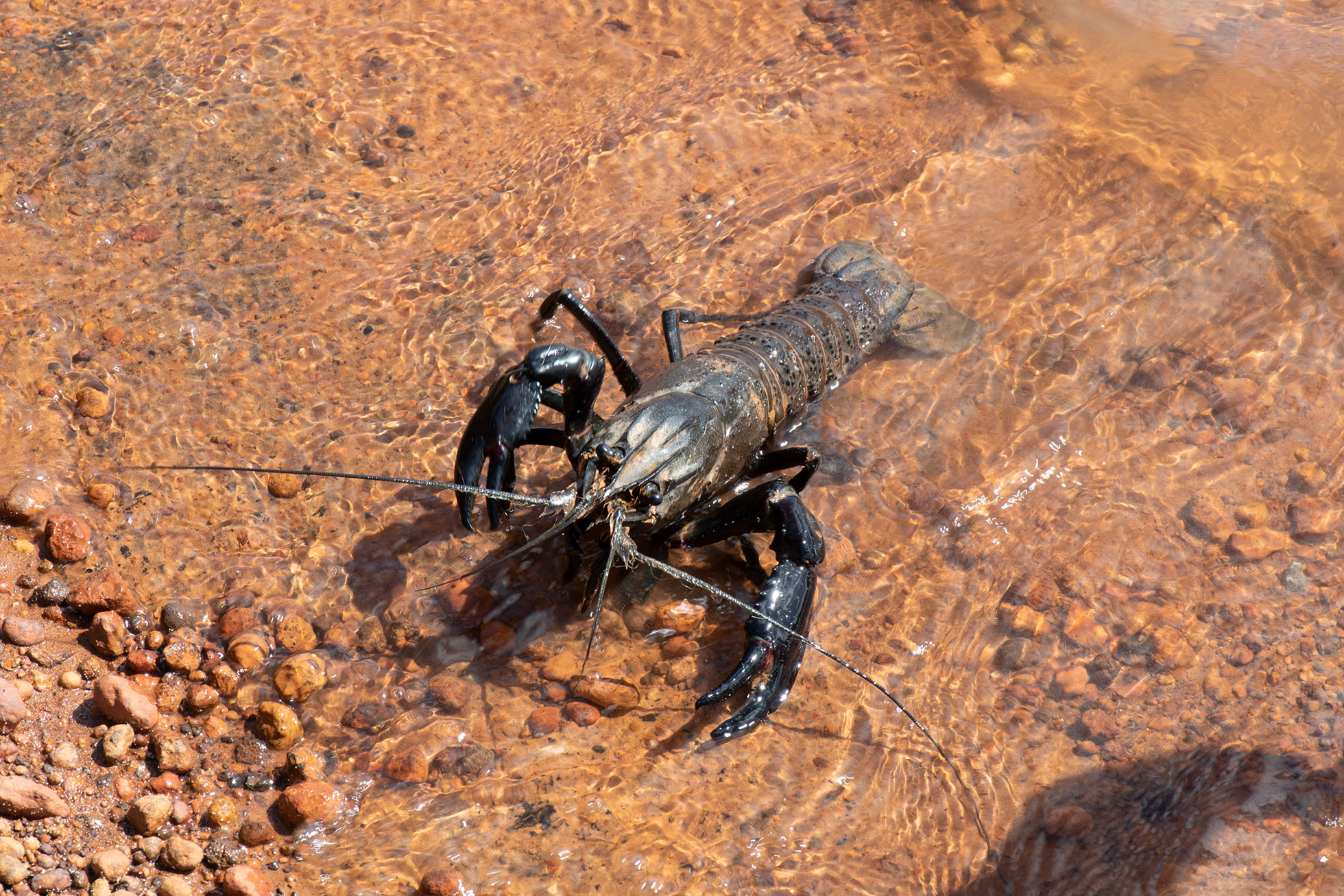 WA marron is a unique species of freshwater crayfish