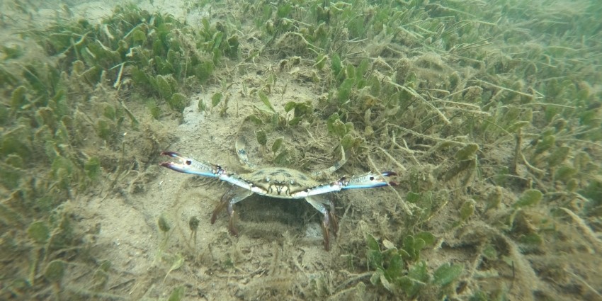 crab in seagrass