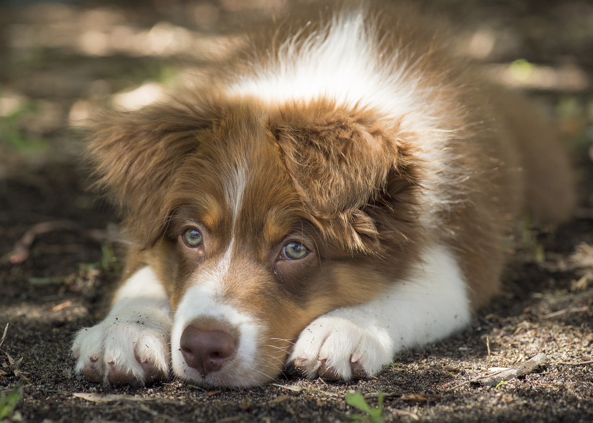 A brown and white Border Collie pup laying down.