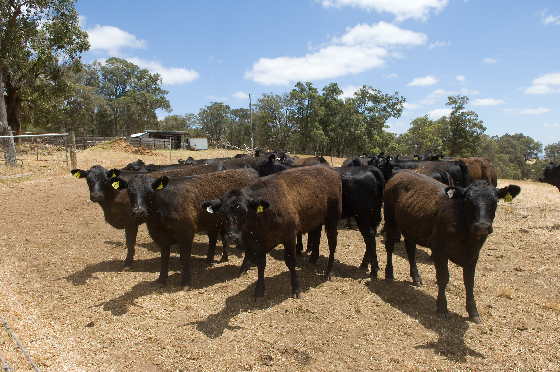 Cattle on a farm