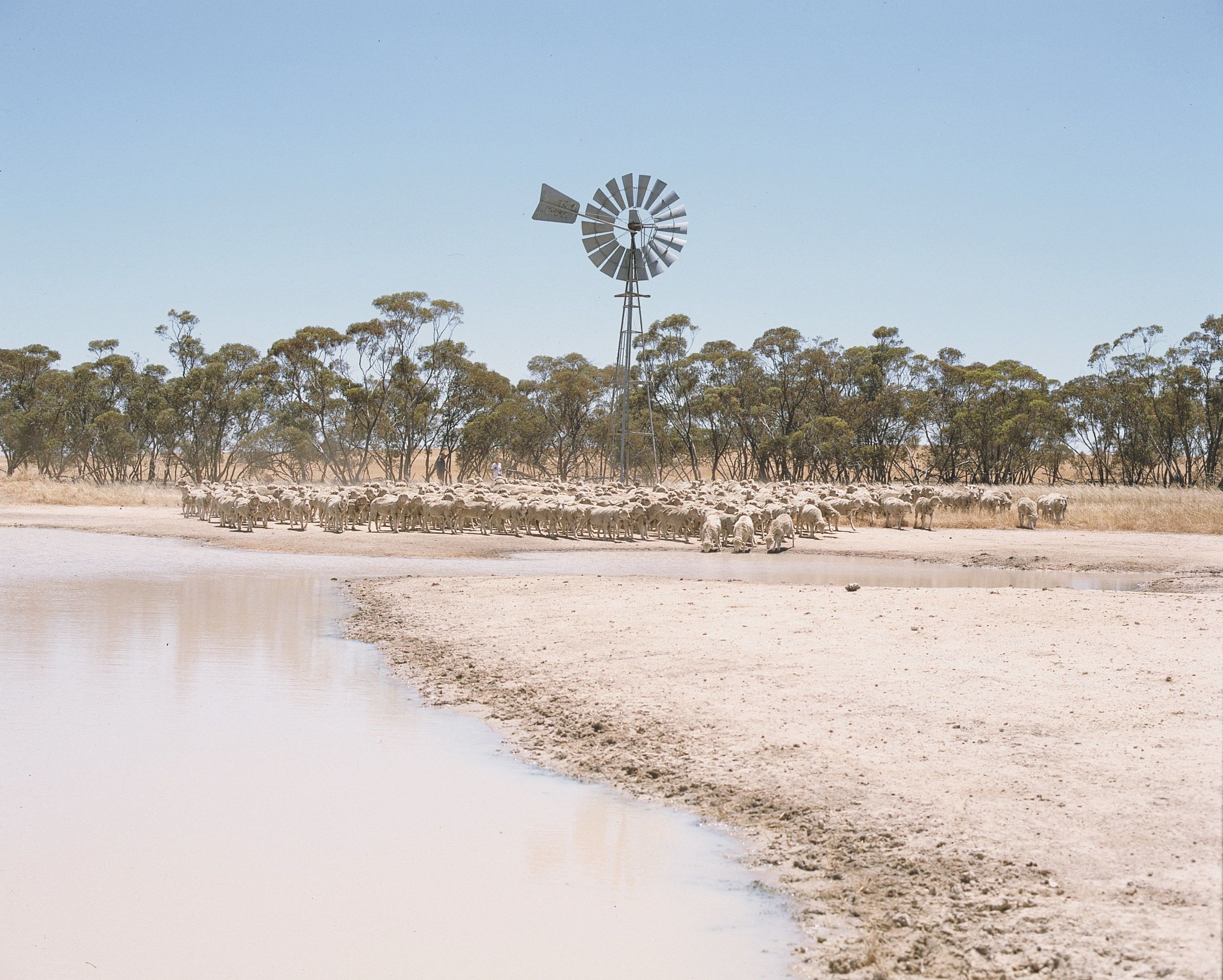 A flock of sheep at a dam in front of a windmill.