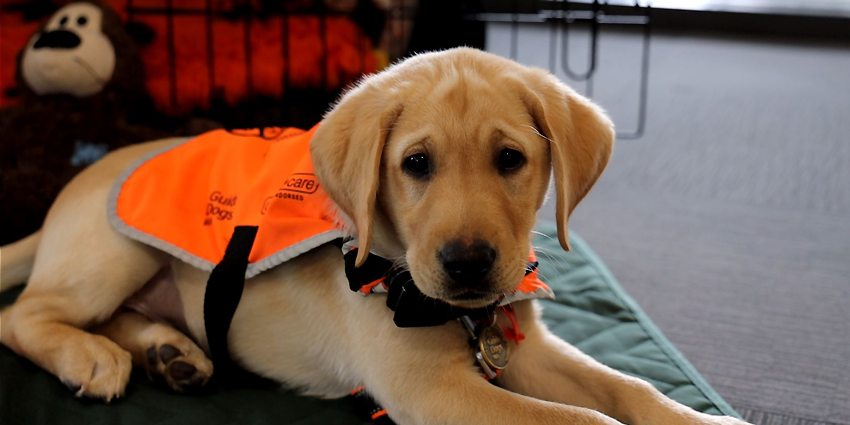 Guide Dogs WA puppy