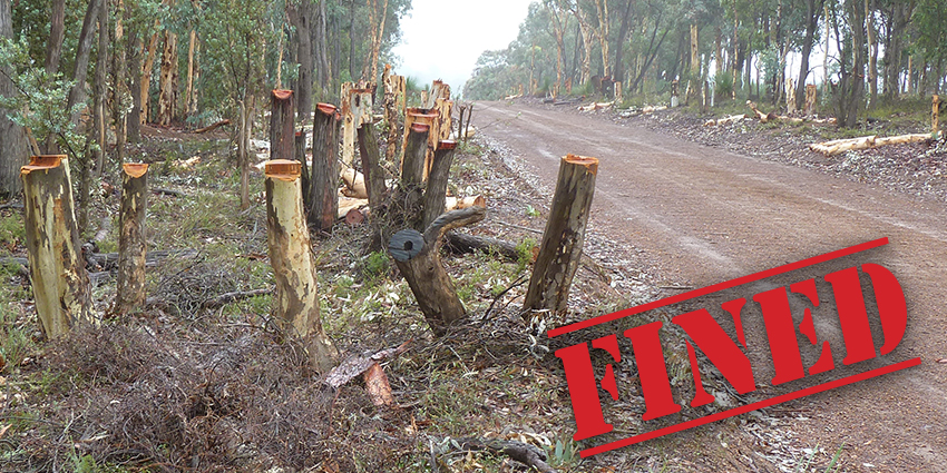 Trees cut down by Shire of Northam