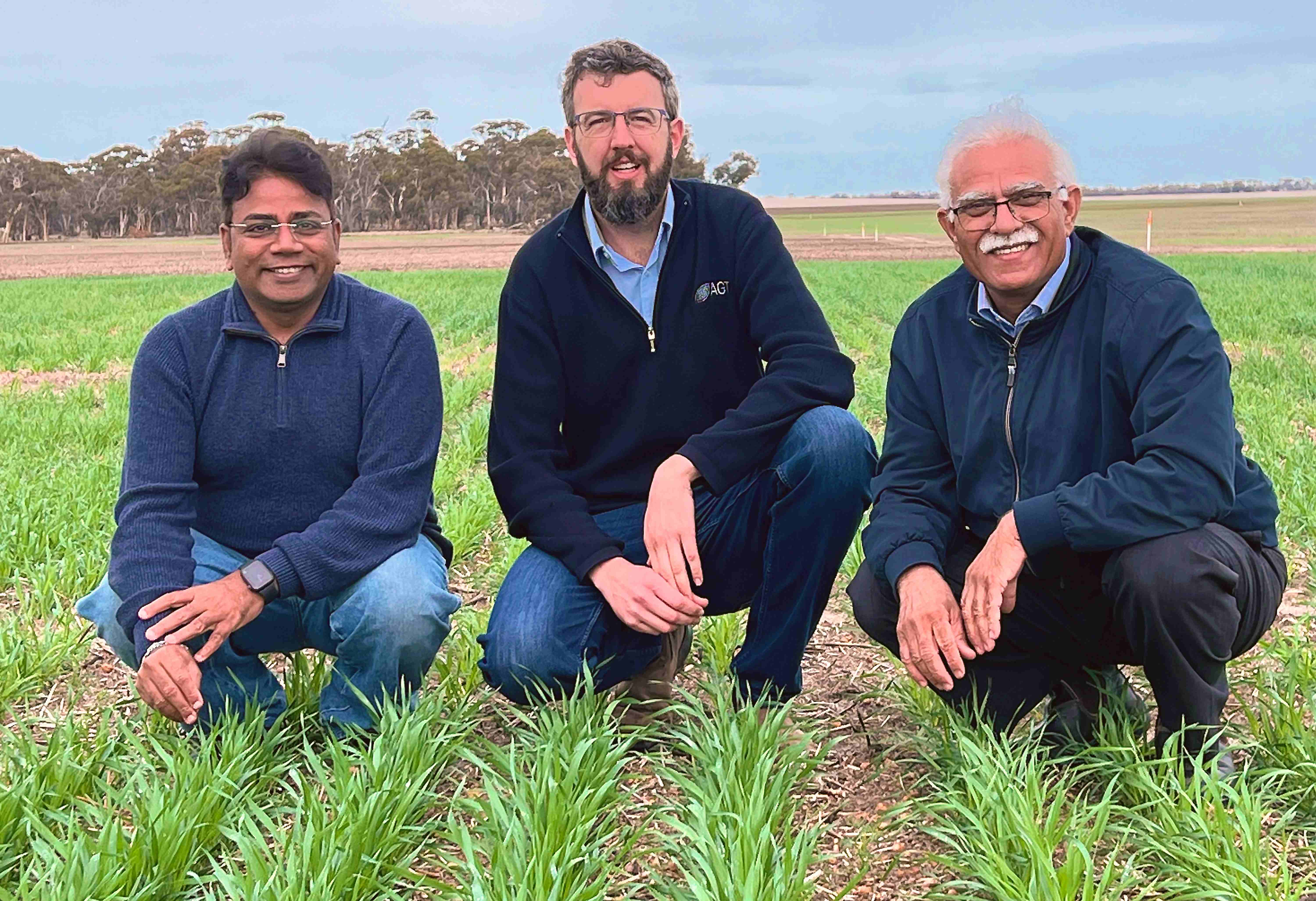 Three men crouched in a paddock with wheat seedlings.