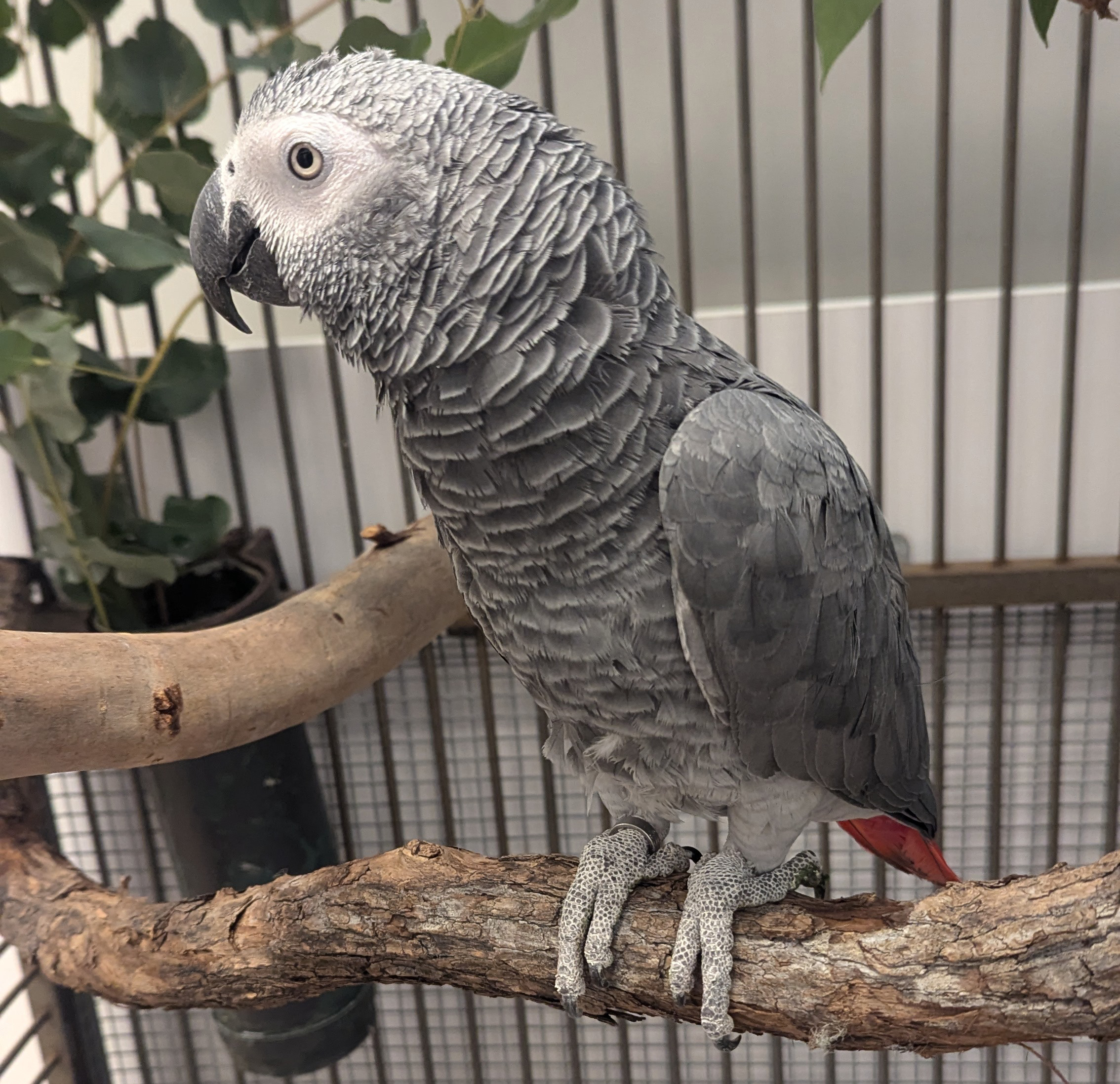 African grey parrot