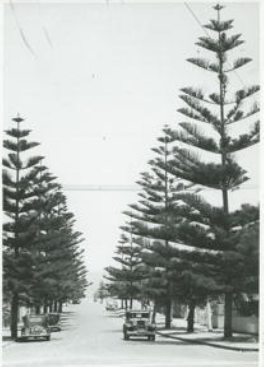 vintage photo of norfolk pines in Cottesloe