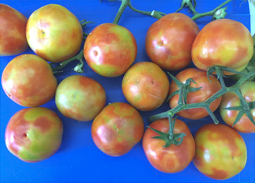 Tomato Virus ToBRFV ©2017 Luria et al.via PLOS One - CC BY 4.0