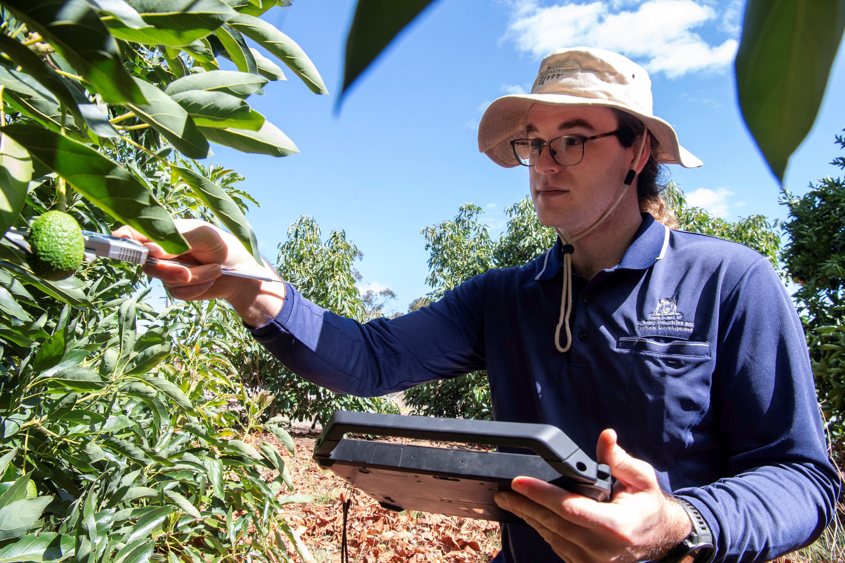 A man measuring an avocado on a tree.