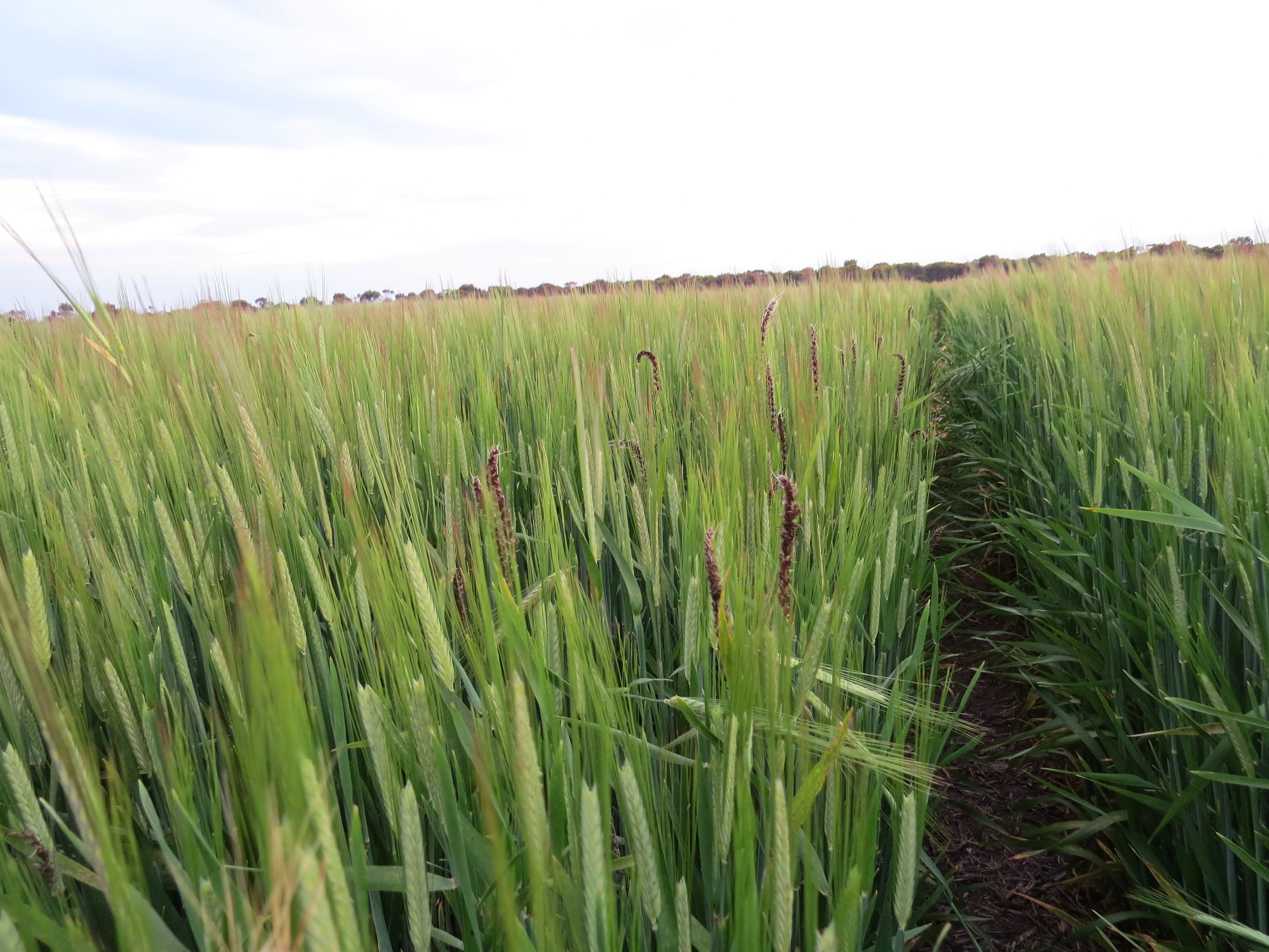 Loose smut in a barley crop