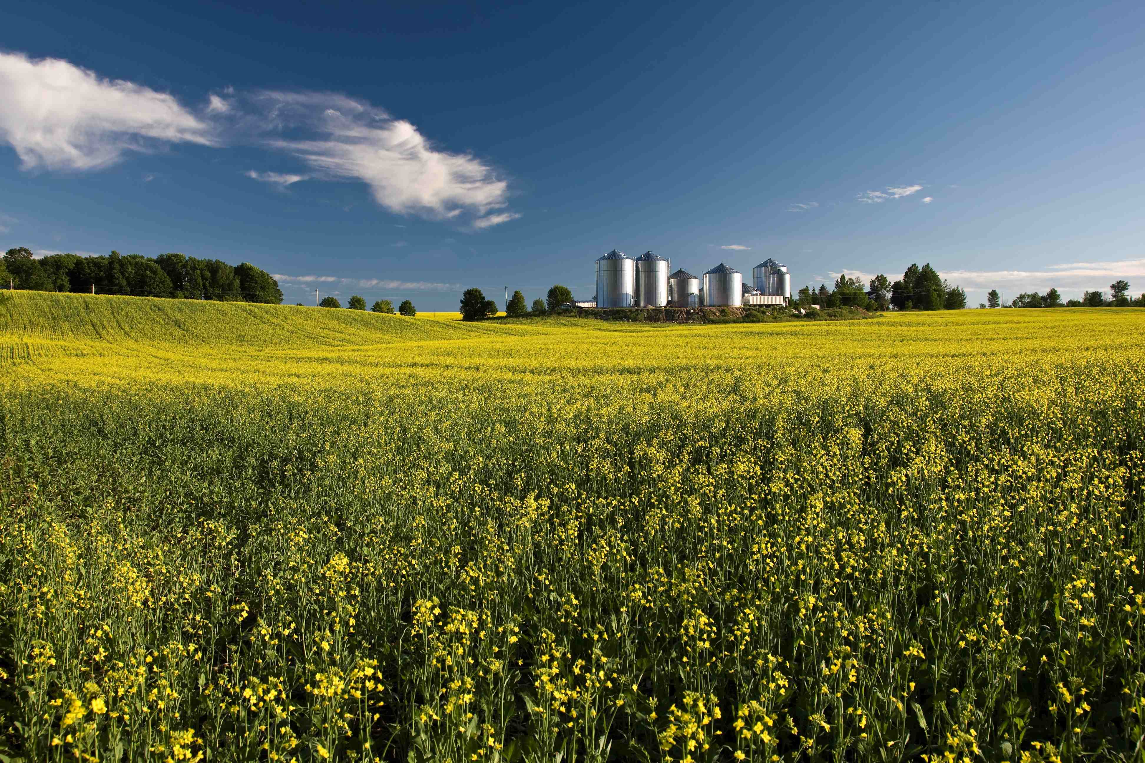 A canola paddock with silos in the distance.