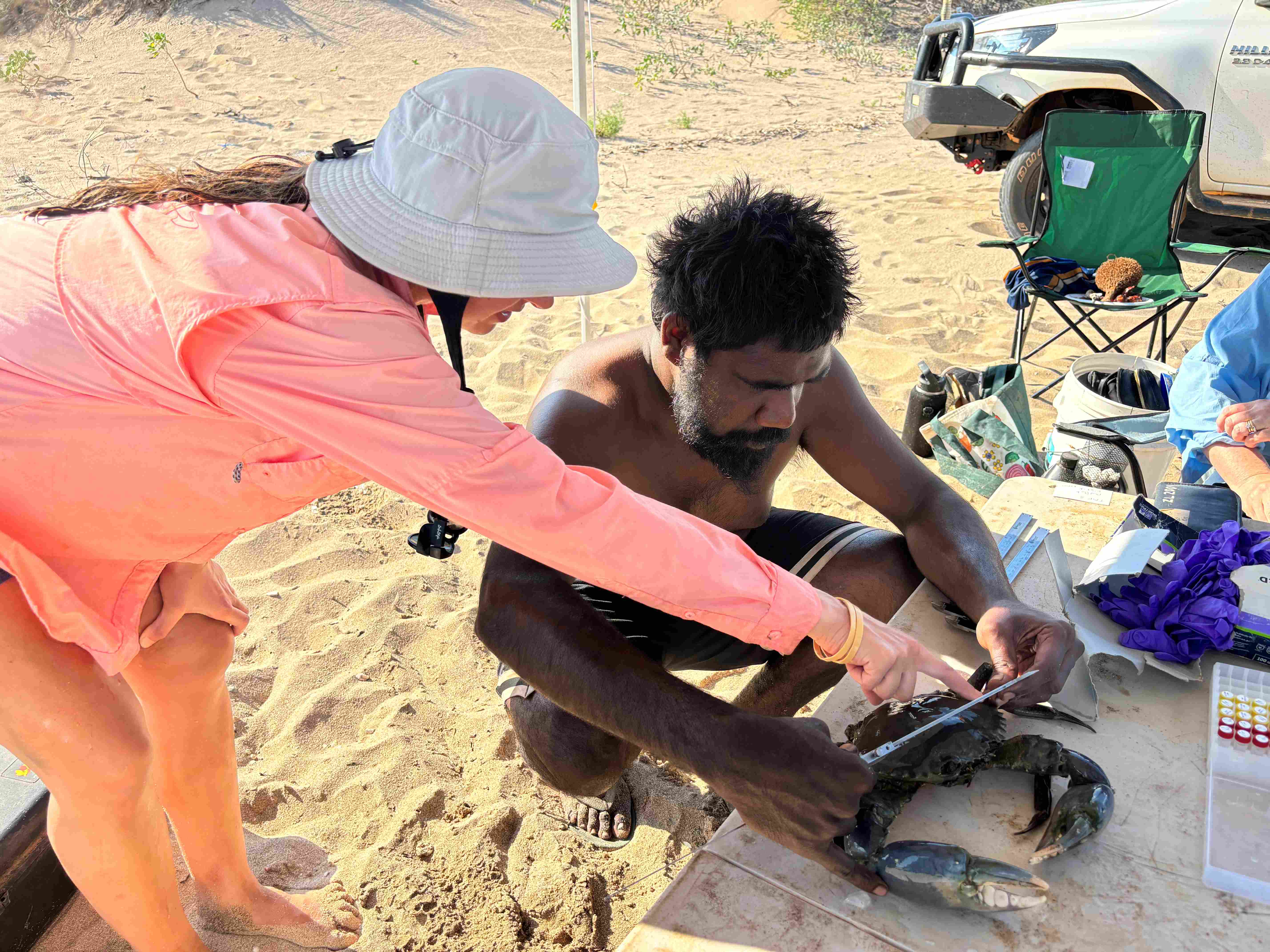 Mud crab measuring with a caliper gauge at Bidyadanga