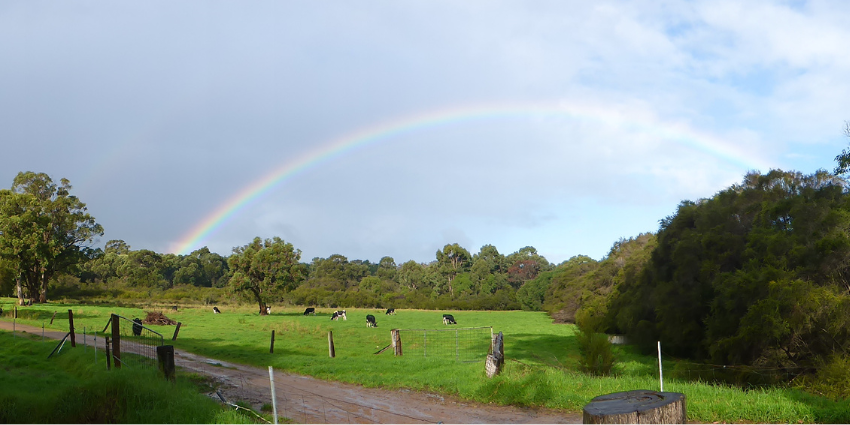 rainbow-cows-dwer-southern-dwer