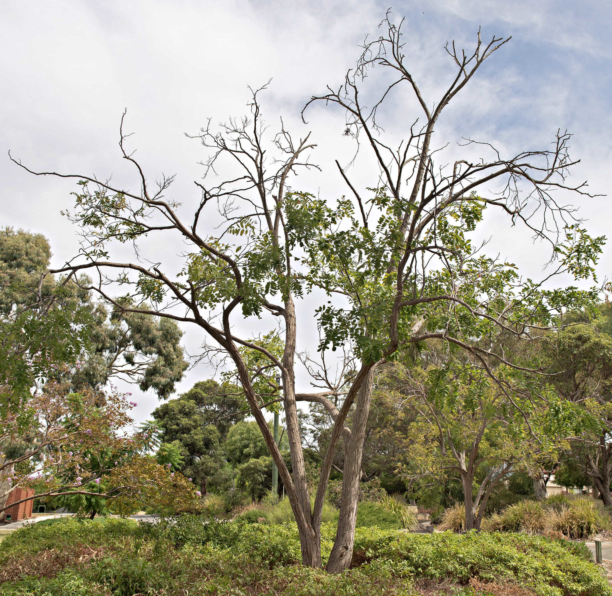 Shot-hole borer robinia