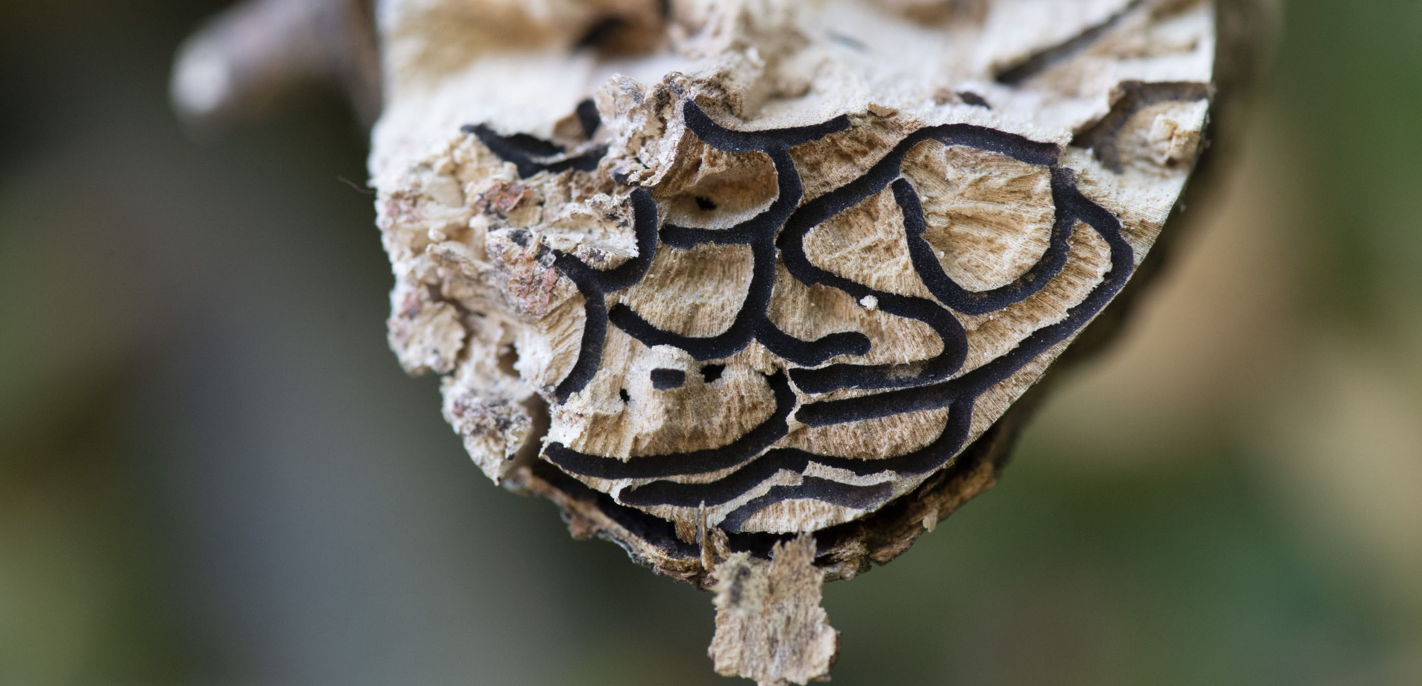 Shot-hole borer galleries