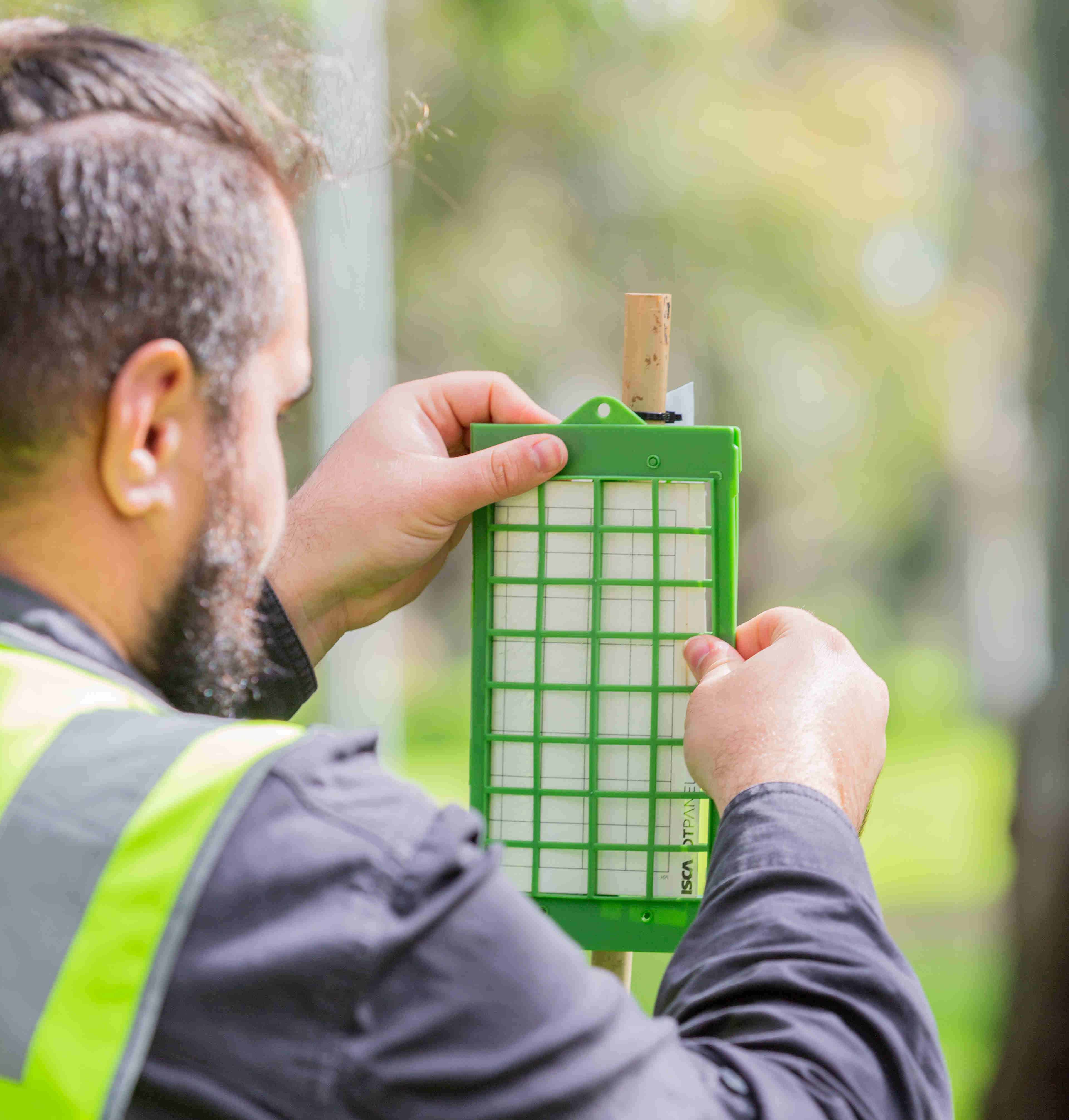 Shot-hole borer traps