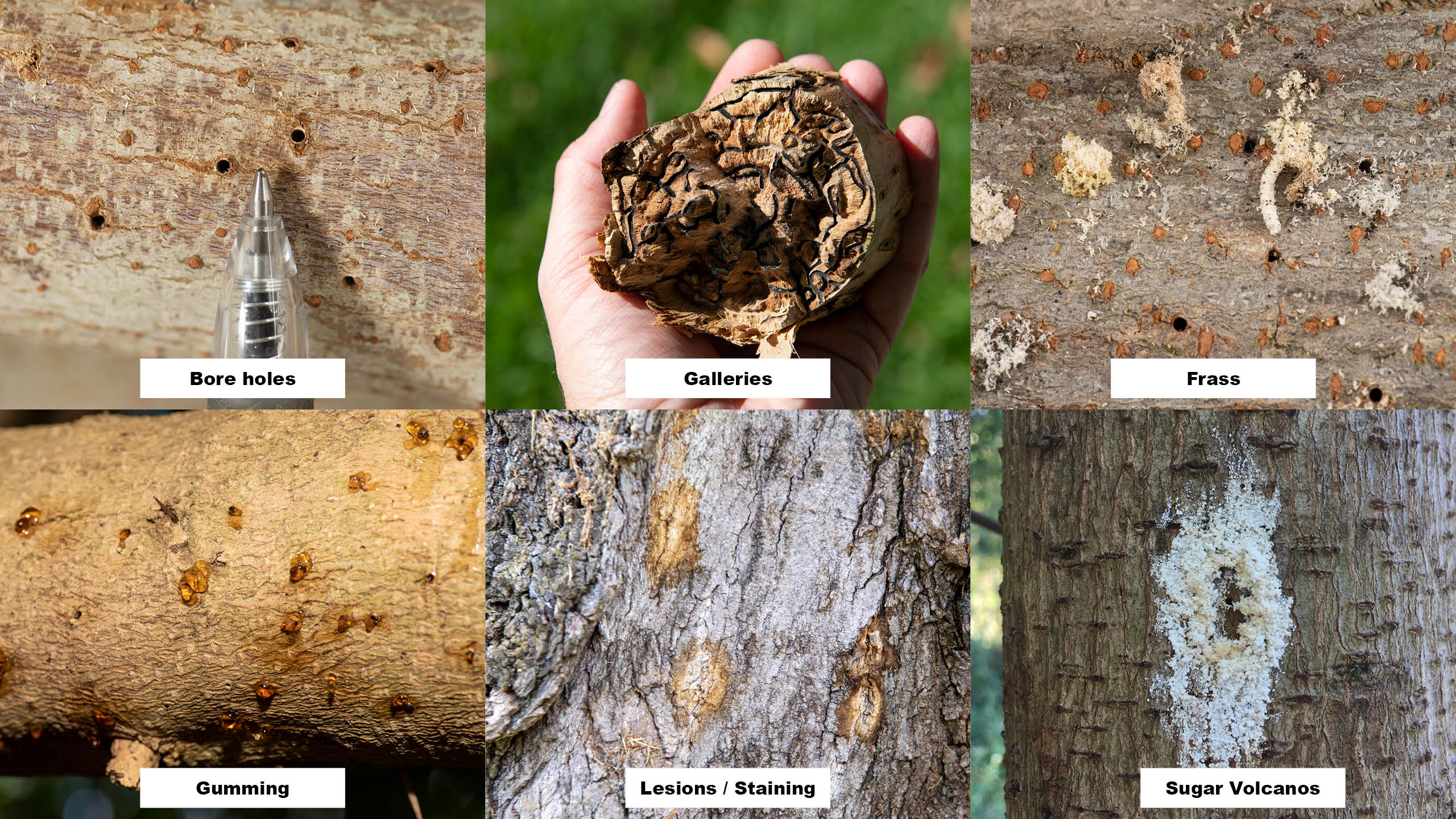 Shot-hole borer symptoms