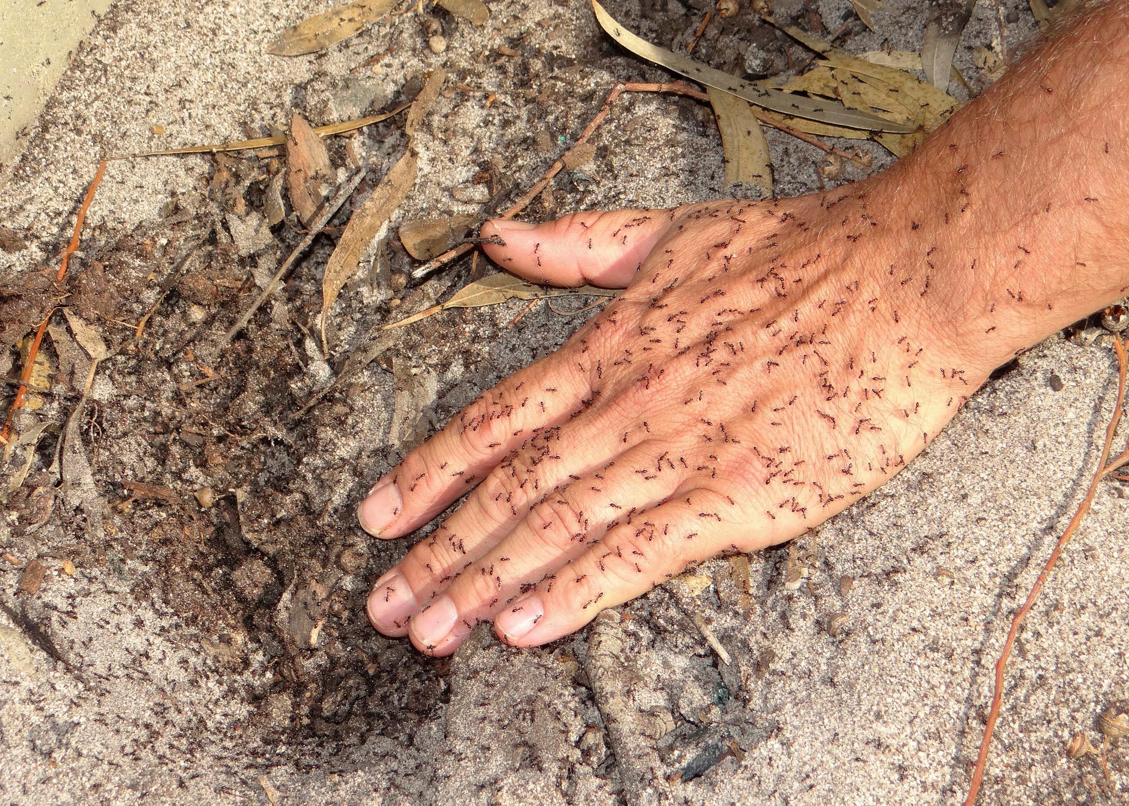 A hand covered in ants laid on a rock.