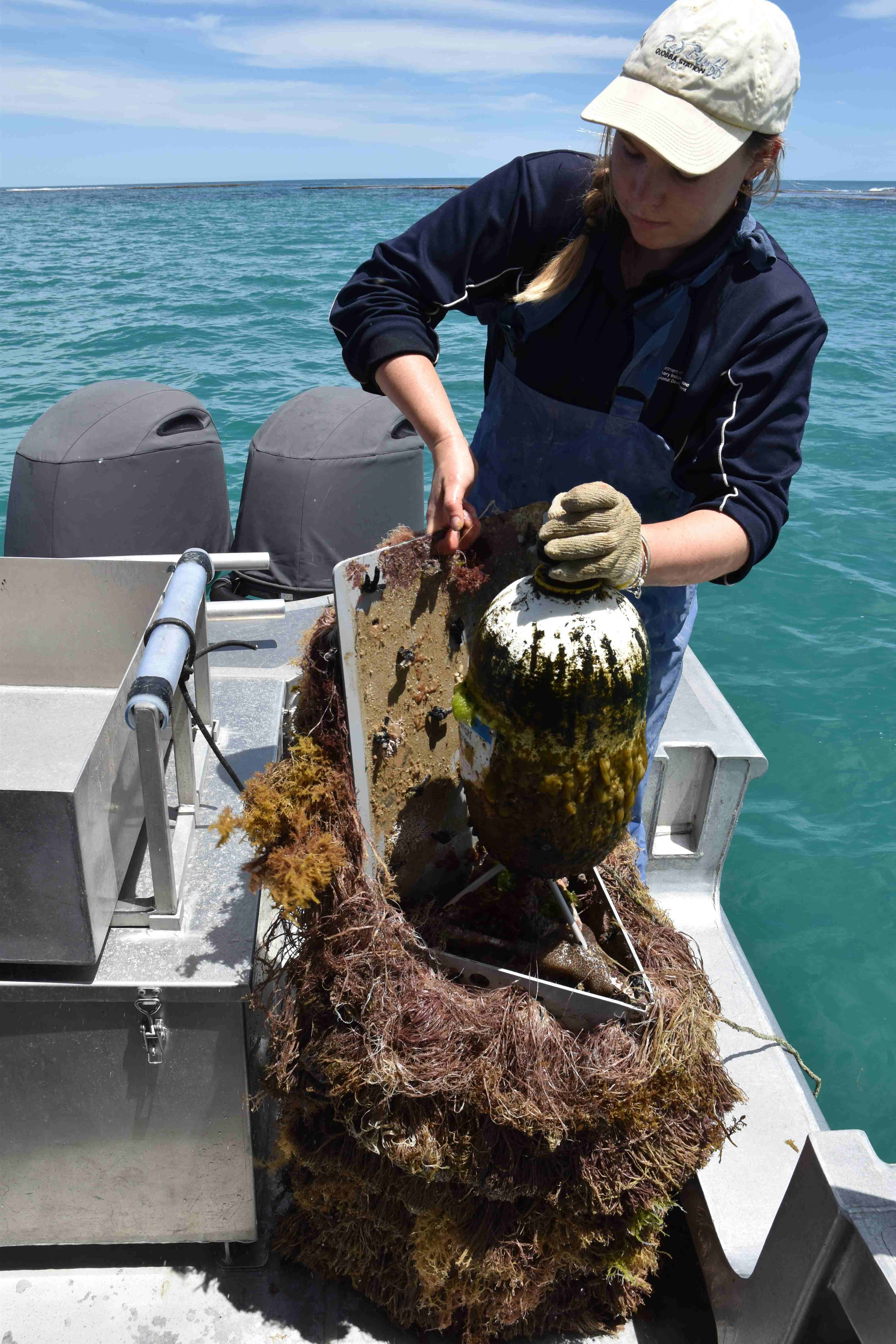 The collectors mimic oceanic seaweed clumps that attract peurulus  