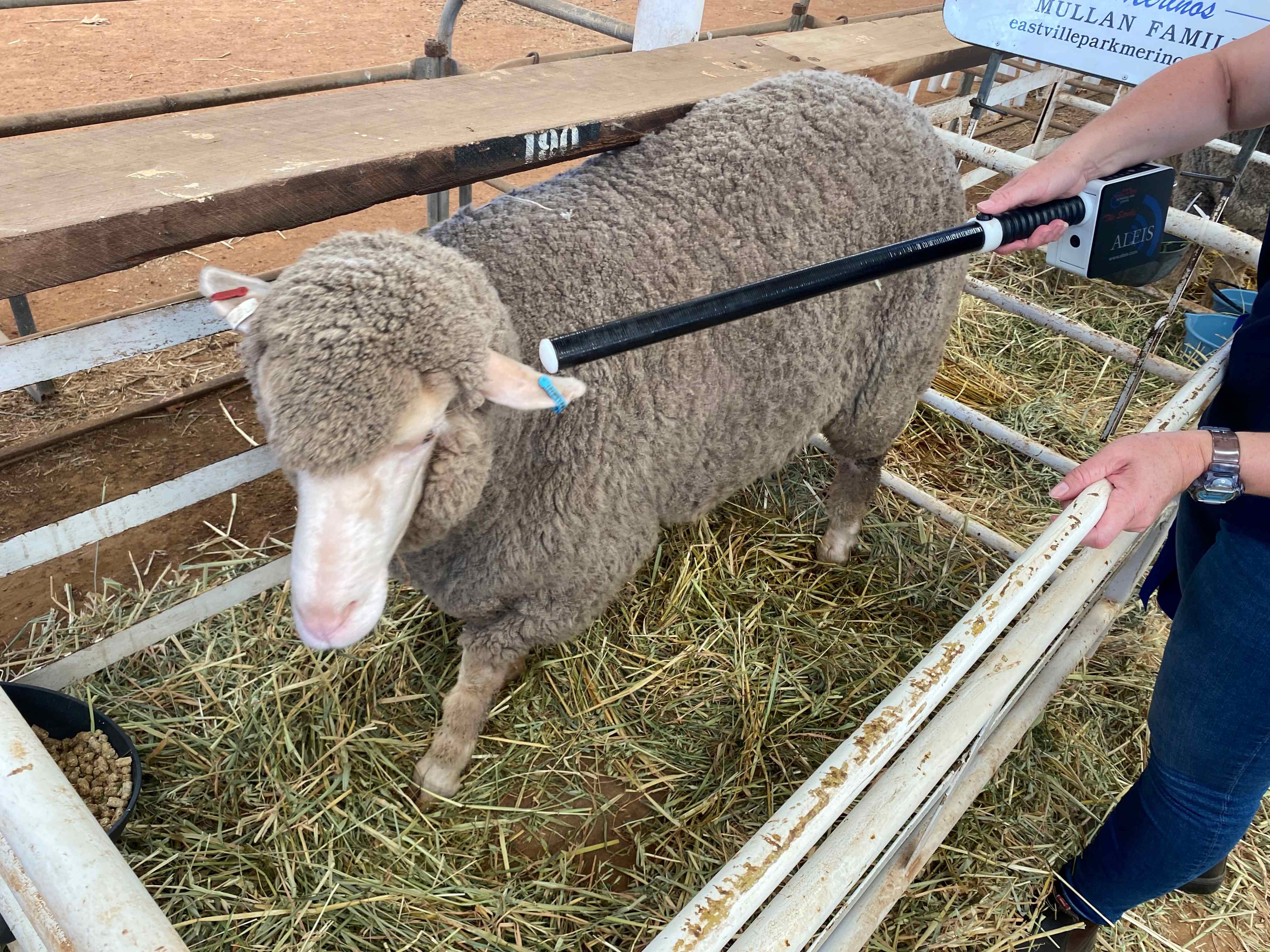 A sheep in a pen with a black wand pointed at an ear tag.