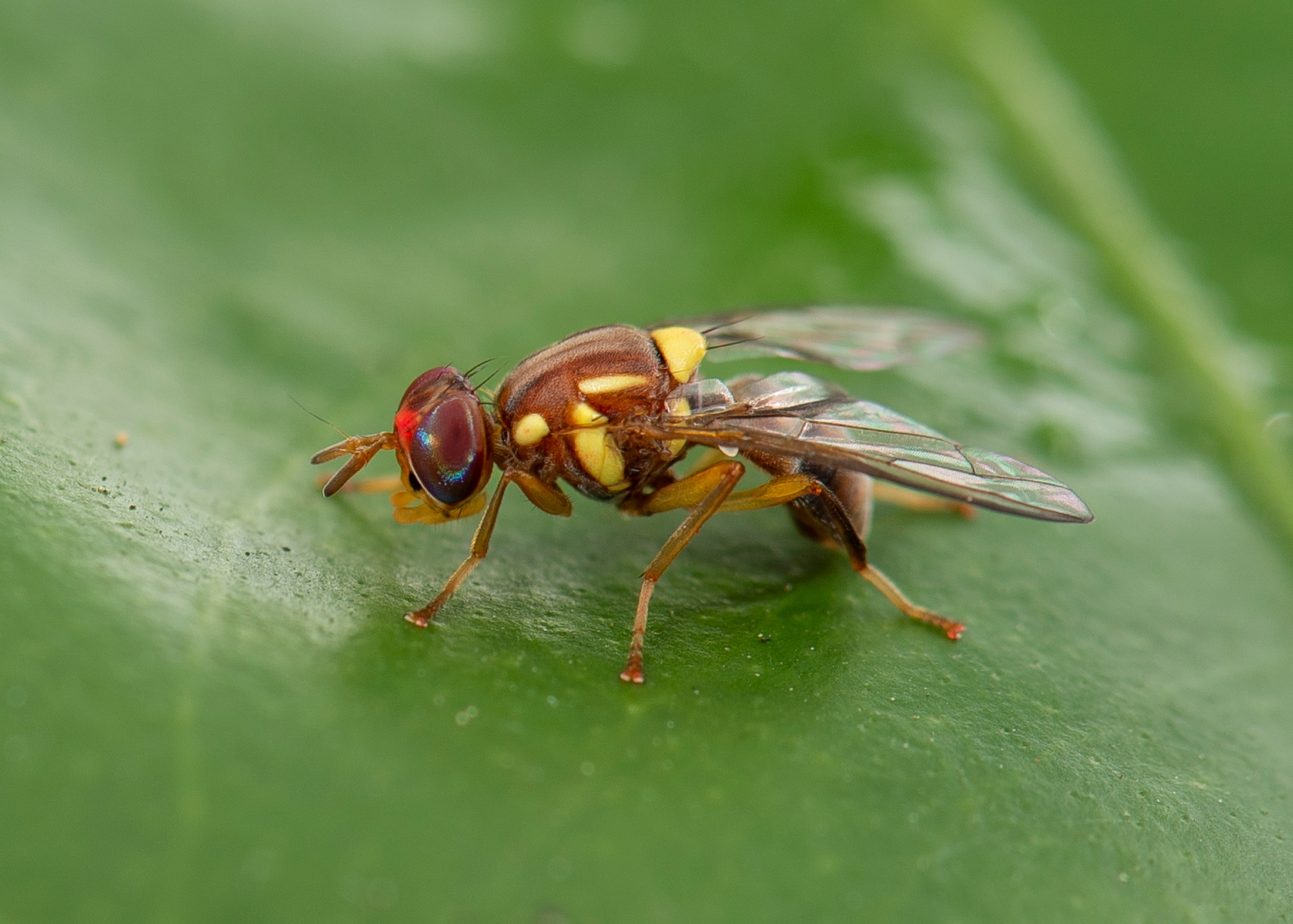 A close up of a Queensland fruit fly.