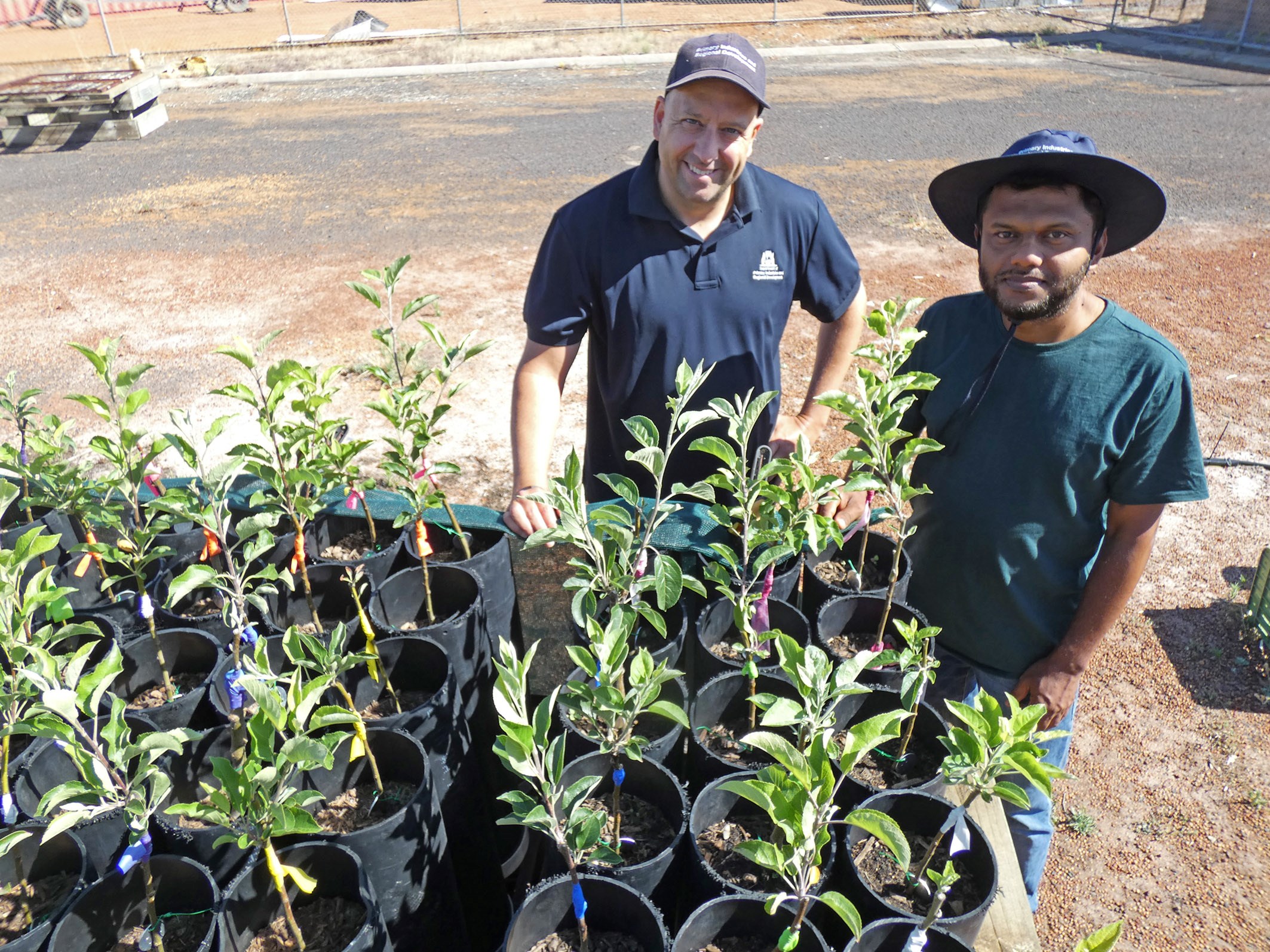 Two men standing behind a table with apple seedlings.