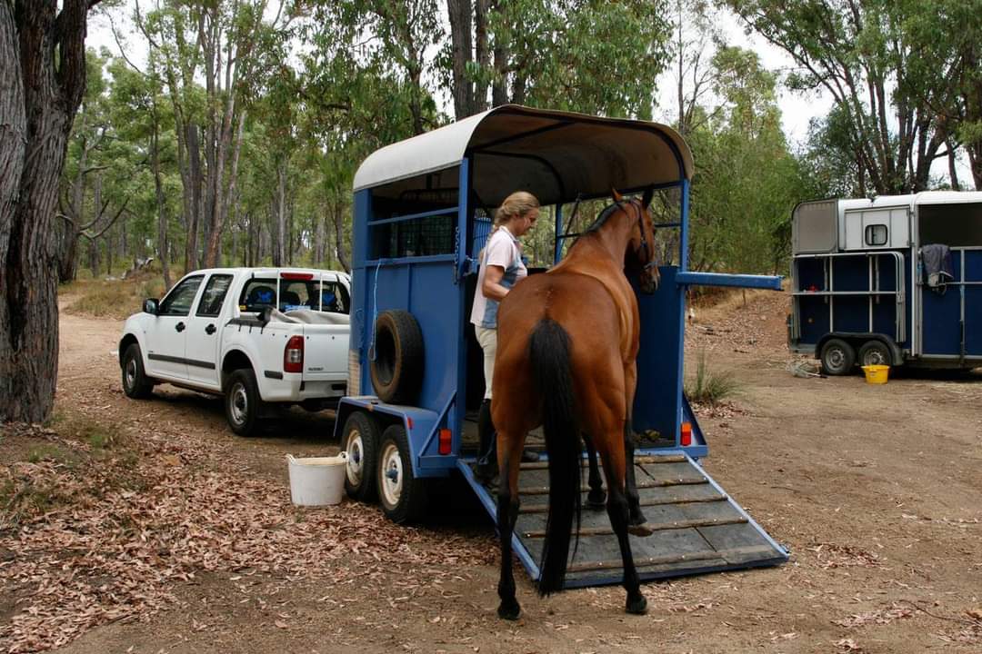 A woman loading a horse onto a float.