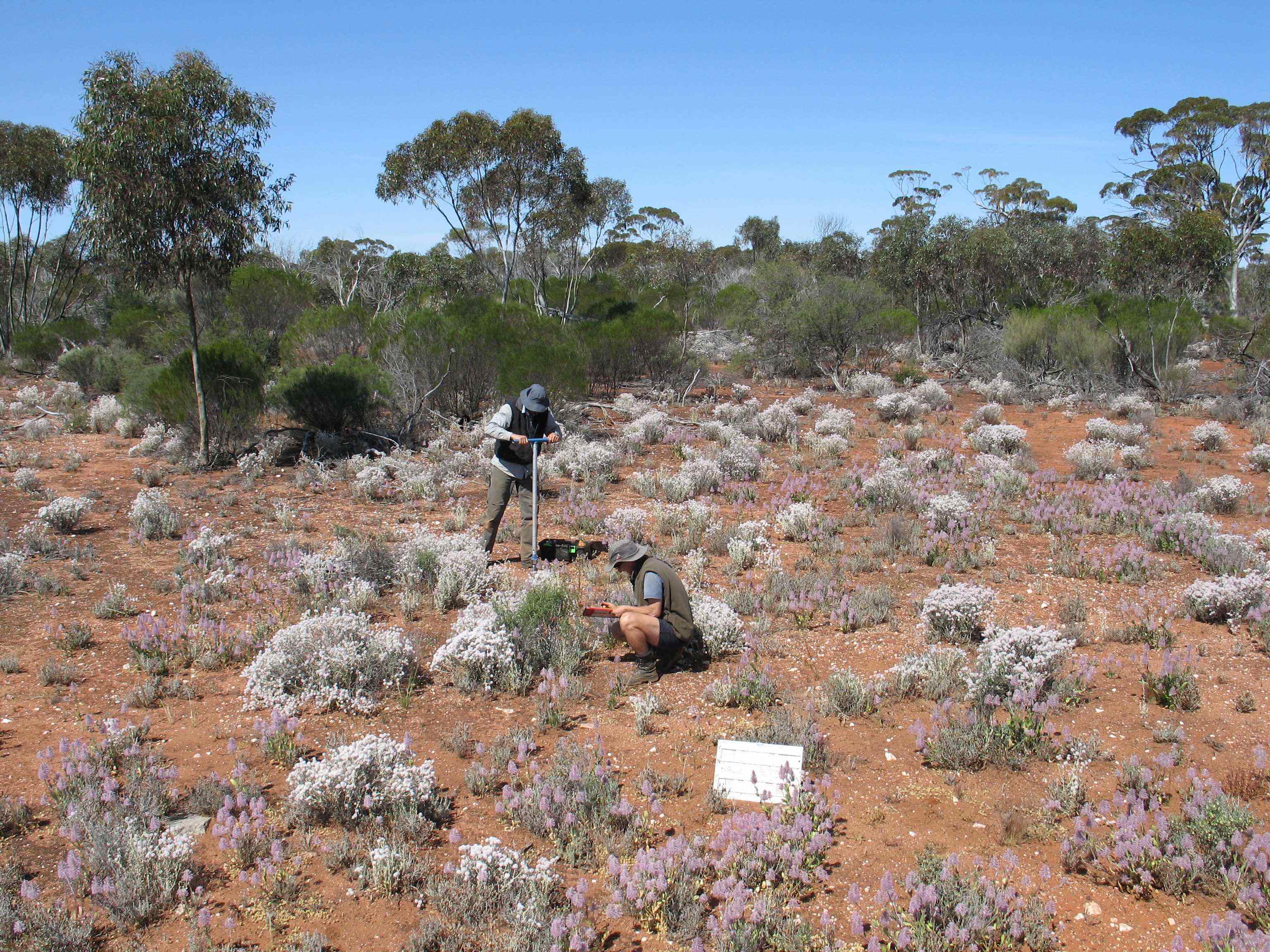 Two men working the ground in rangelands bushland.