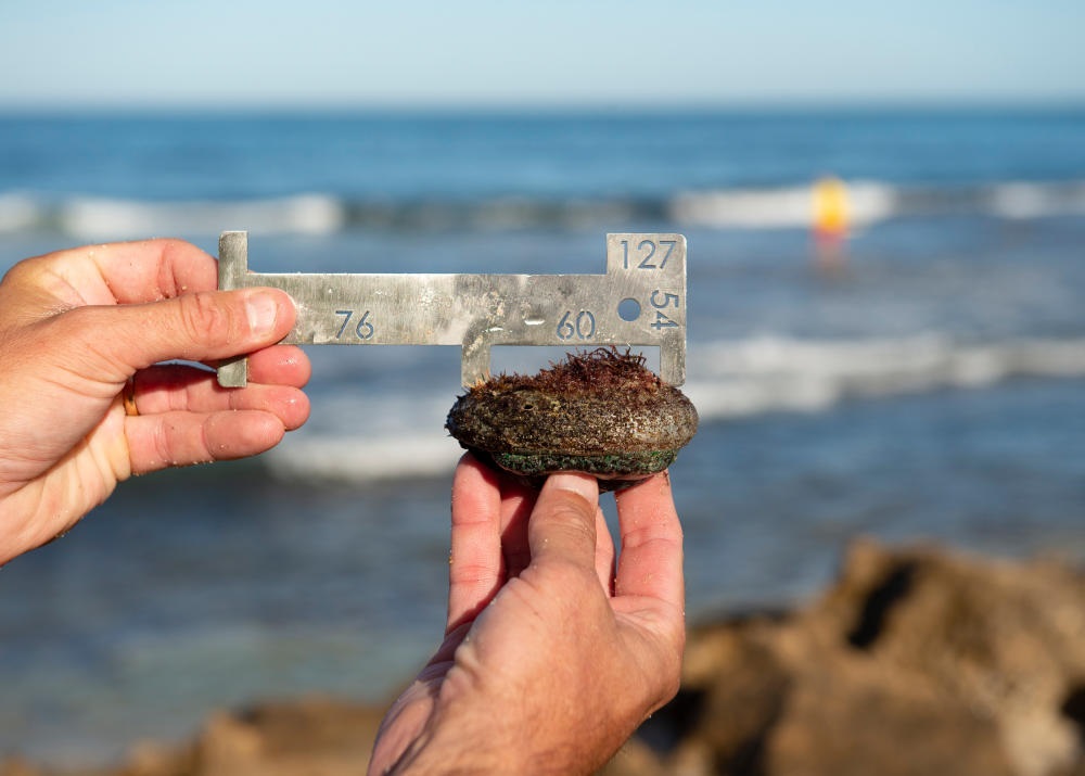 For Roe's abalone the minimum size is 60mm